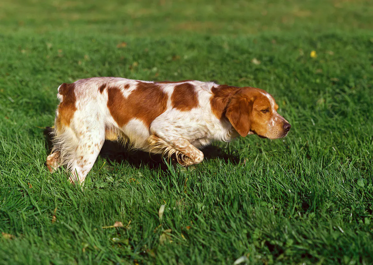chiens d’arrêt qui explore un champs d'herbes