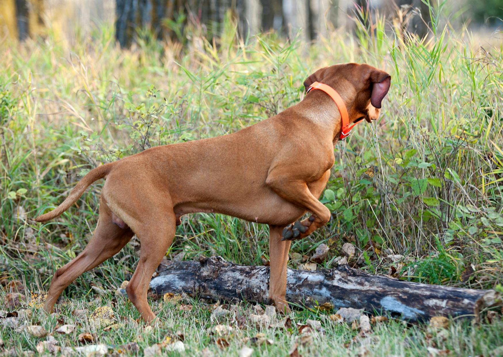 chiens d’arrêt qui regarde au loin