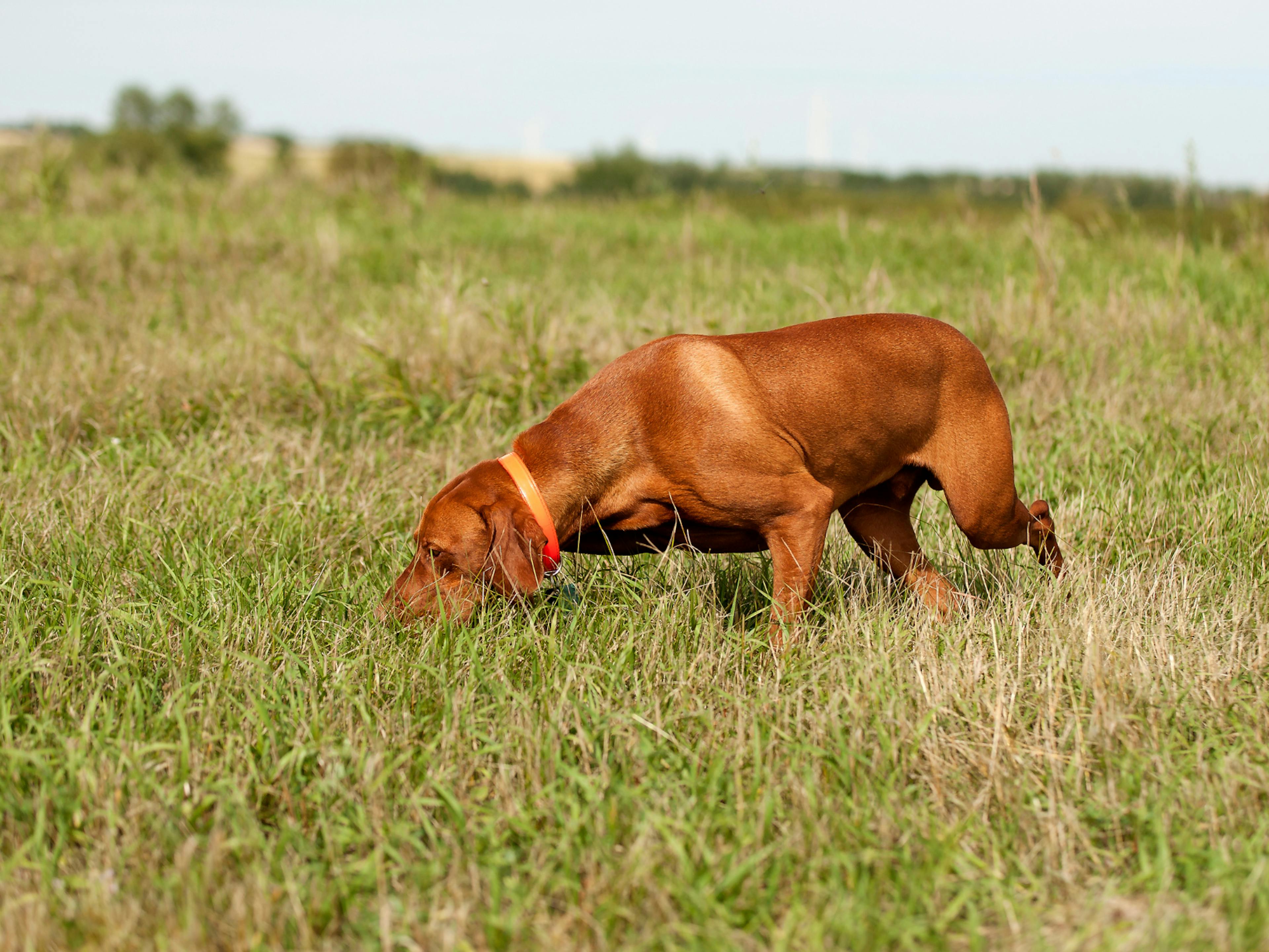 chiens d’arrêt qui renifle la pelouse 