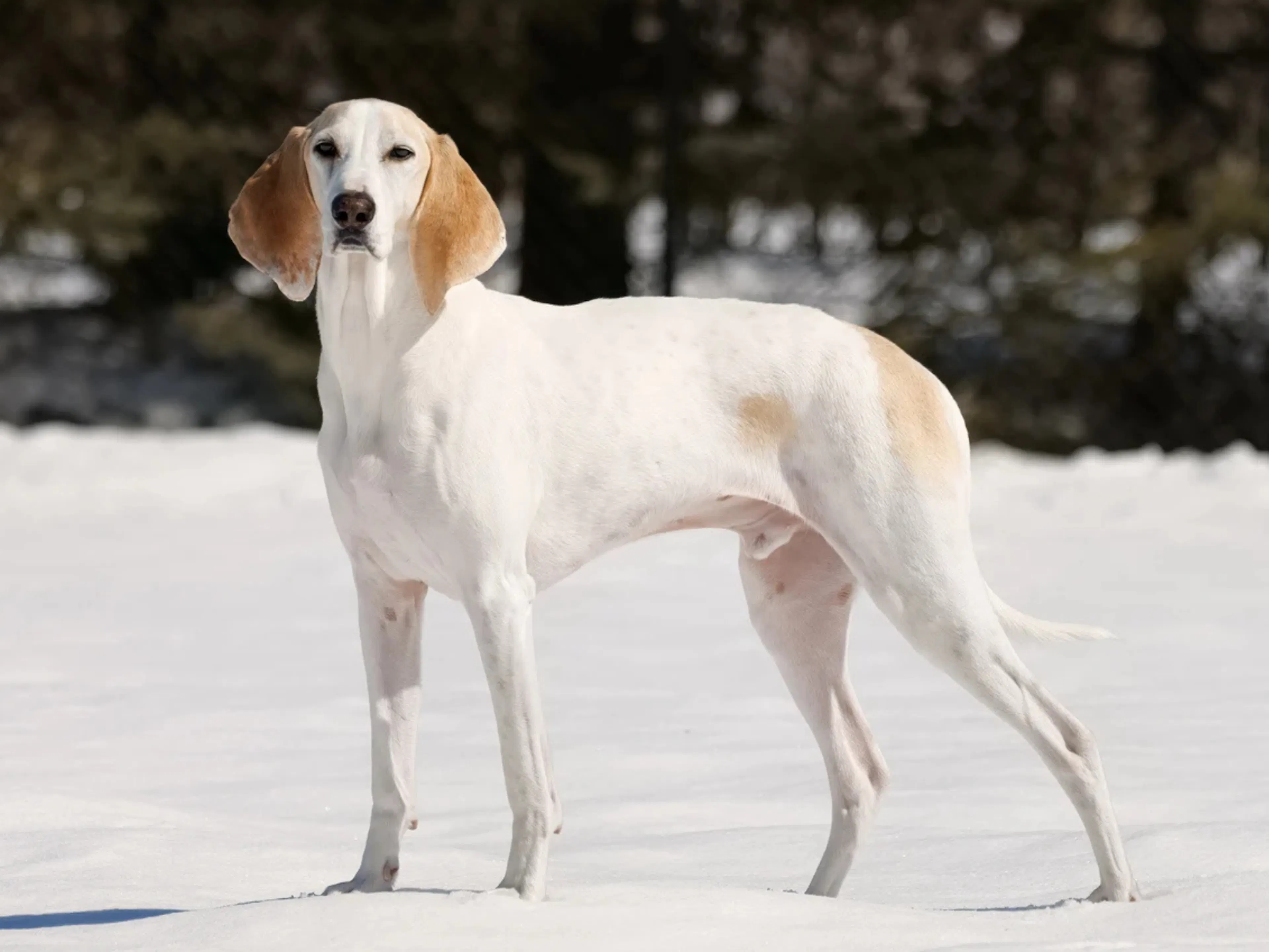 Chien Billy debout dans la neige
