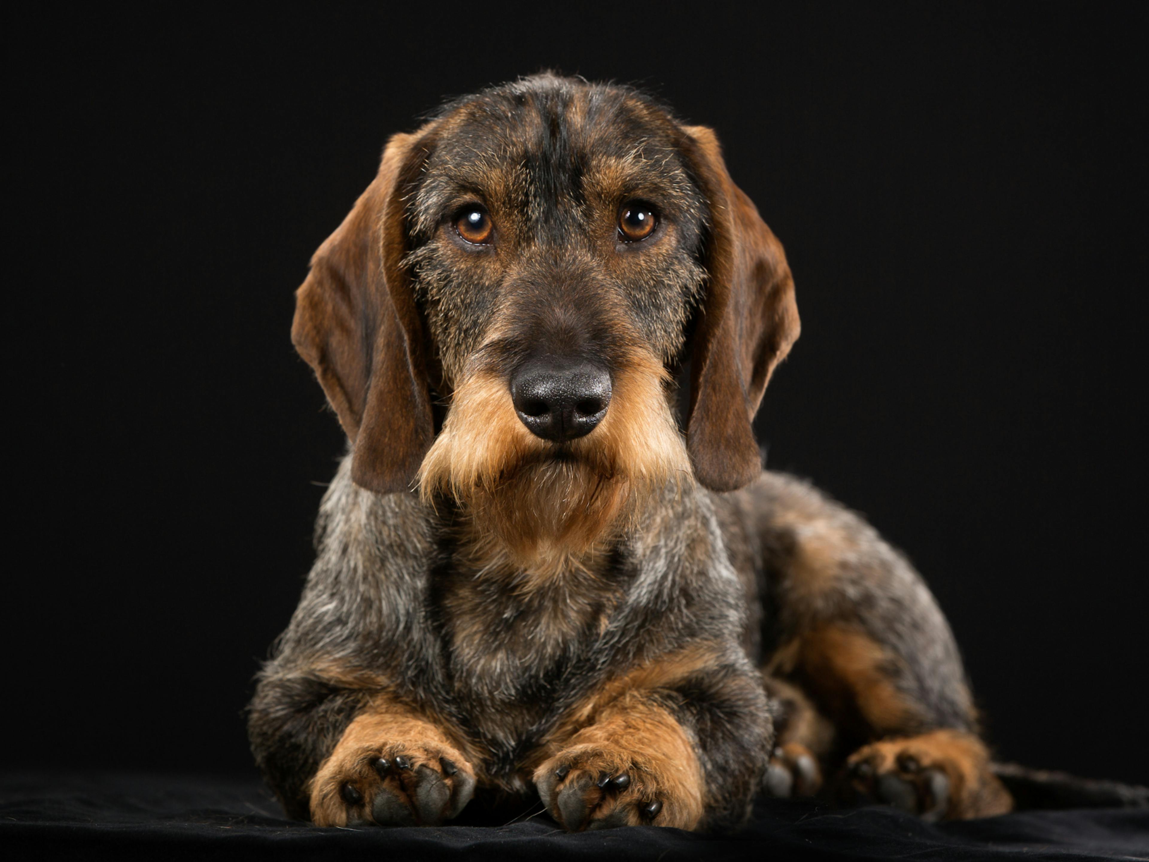 Teckel à poil dur couché sur un fond noir