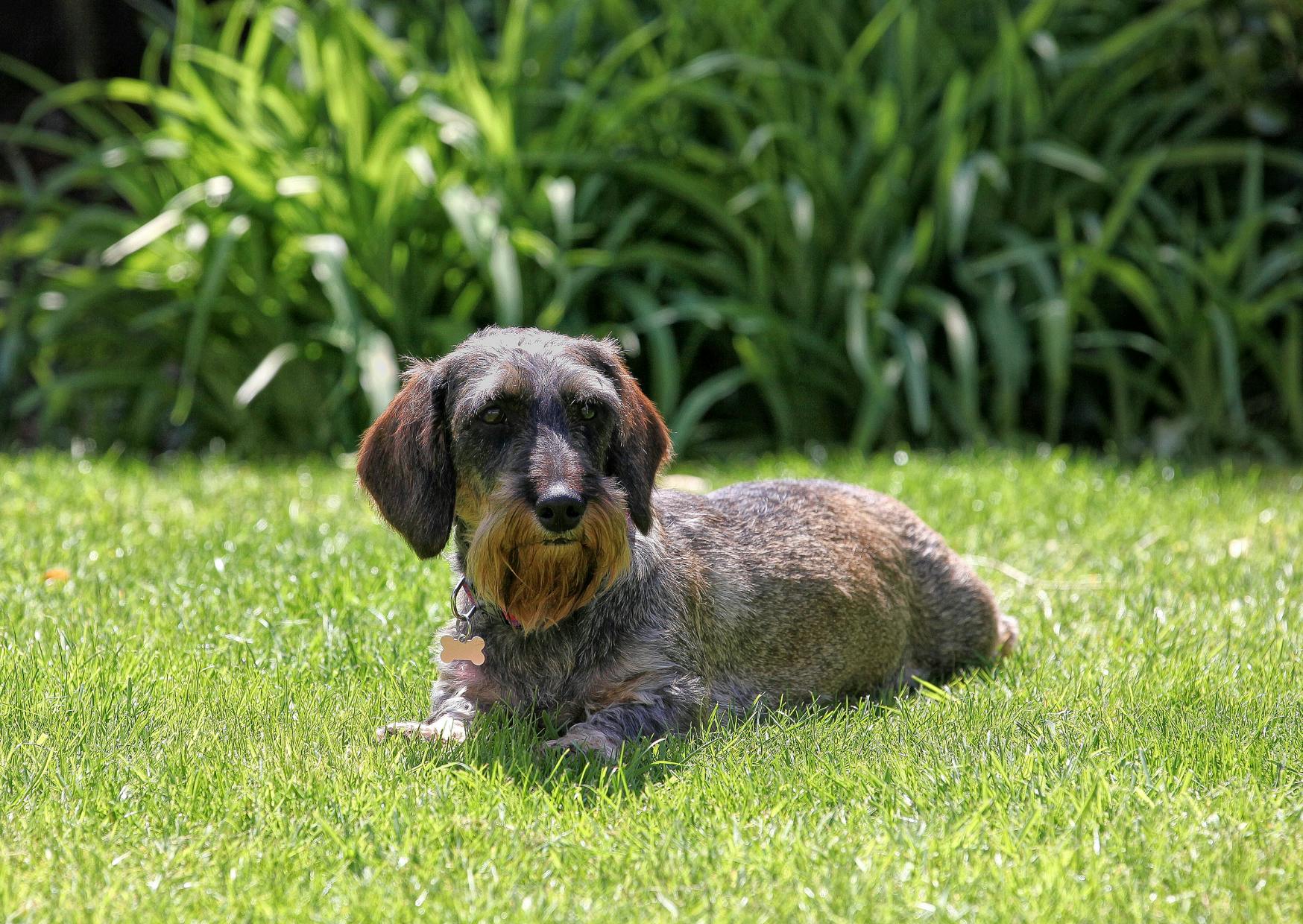 Teckel à poil dur couché dans l'herbe, il regarde au loin