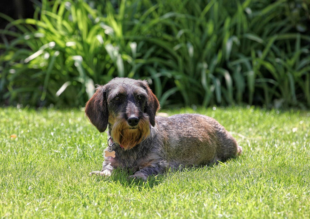 Teckel à poil dur couché dans l'herbe, il regarde au loin