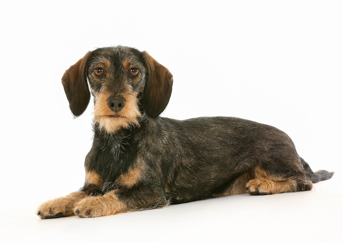 Teckel à poil dur couché sur un fond bland, il regarde l'objectif