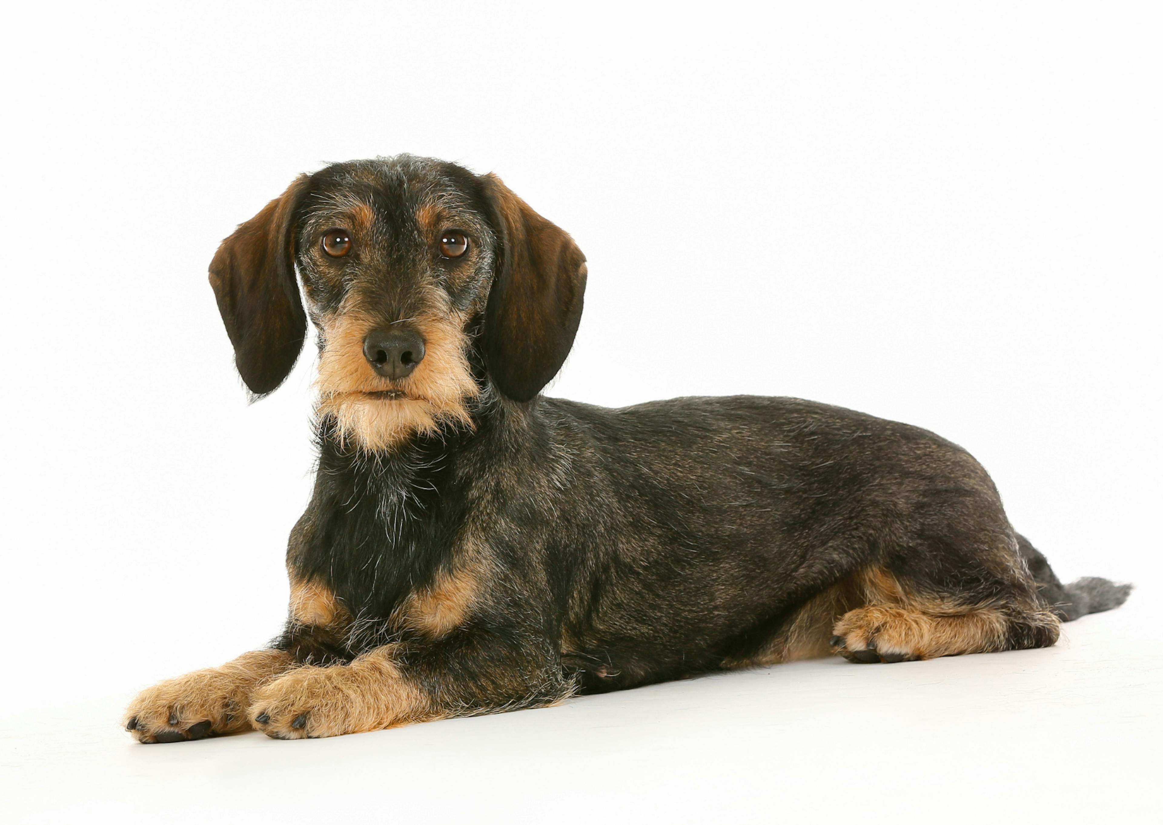 Teckel à poil dur couché sur un fond bland, il regarde l'objectif 