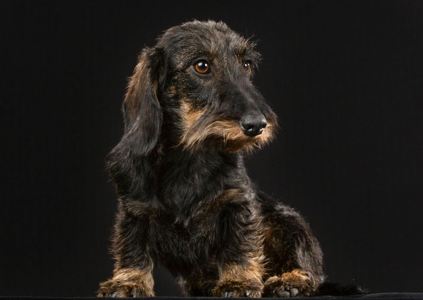 Teckel à poil dur assis, il regarde sur le côté
