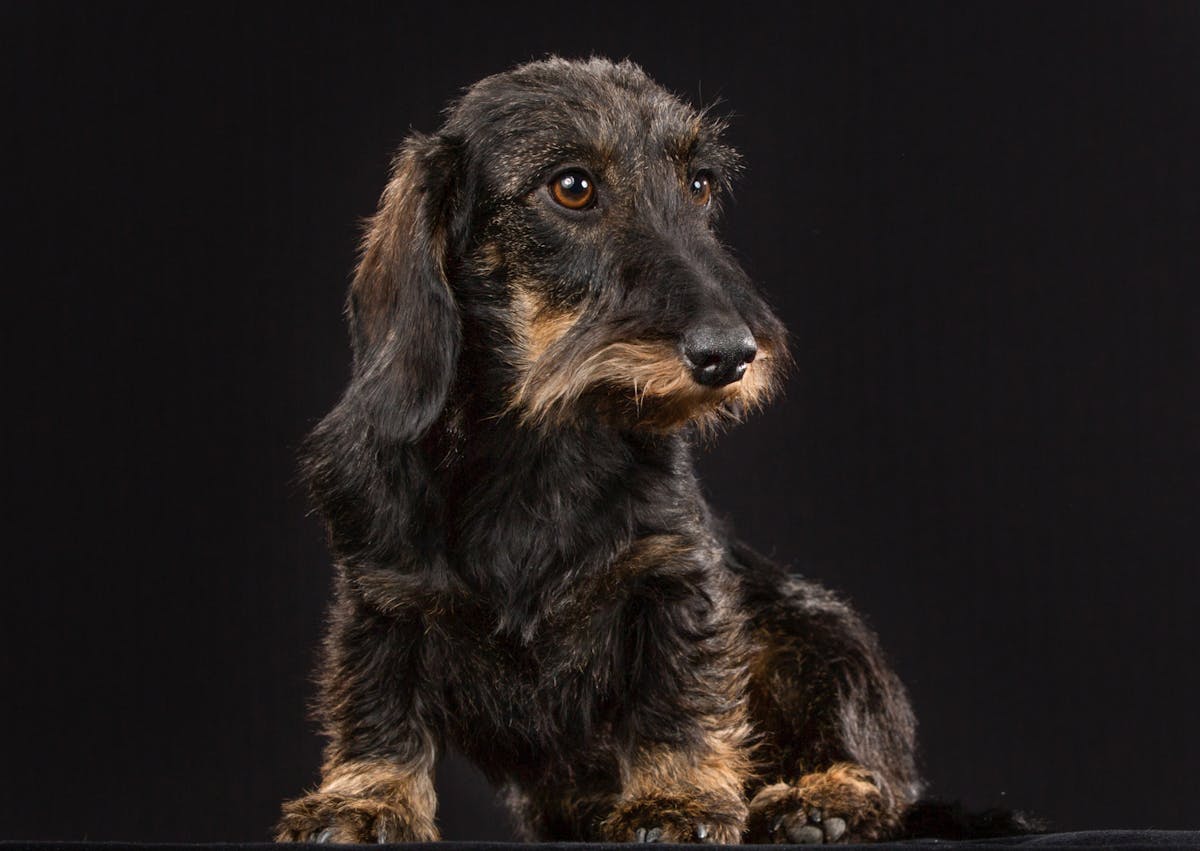 Teckel à poil dur assis, il regarde sur le côté 