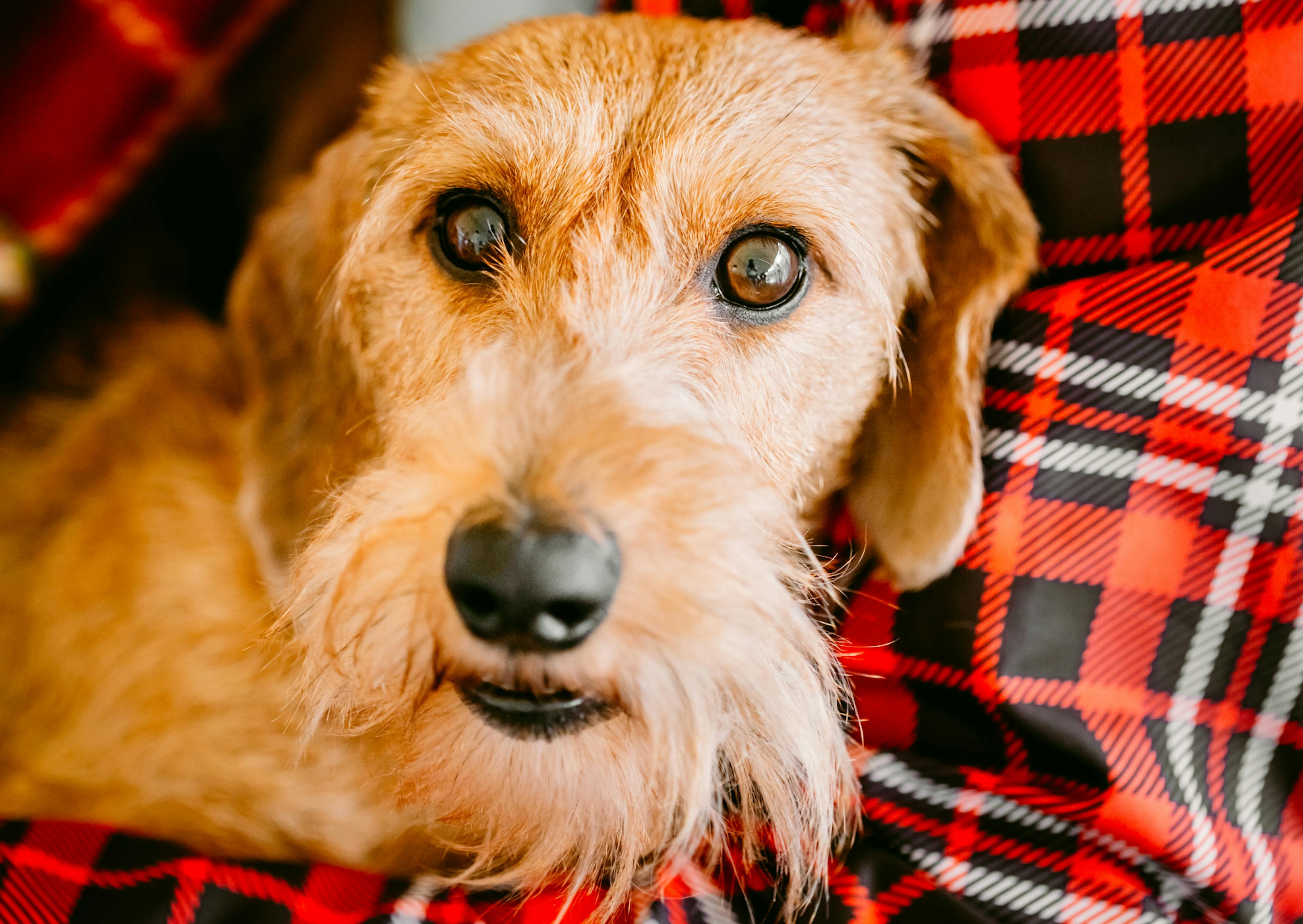 Teckel à poil dur assis, il y a un gros blanc sur sa tête de couleur sable 