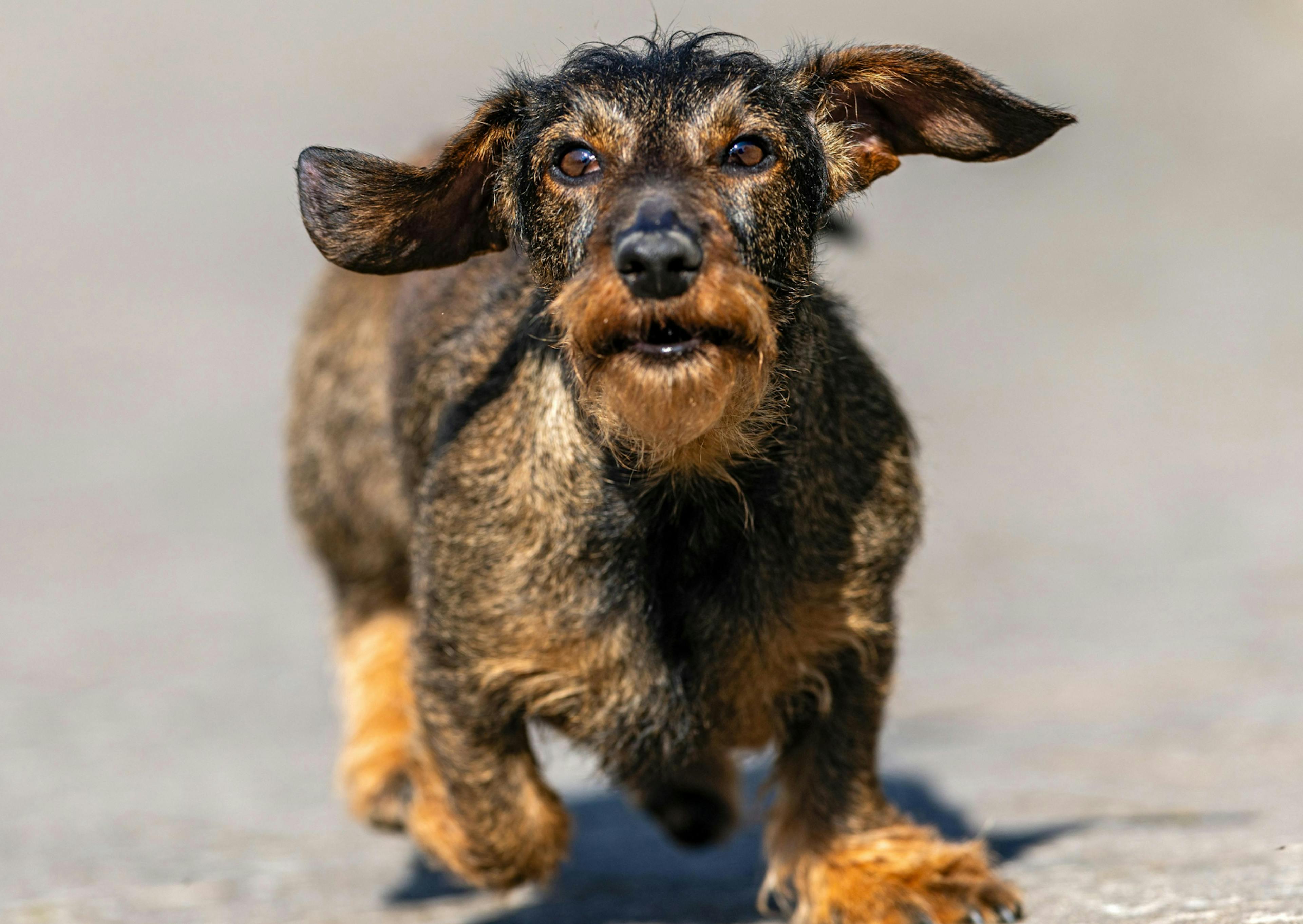 Teckel à poil dur qui court dans la rue 