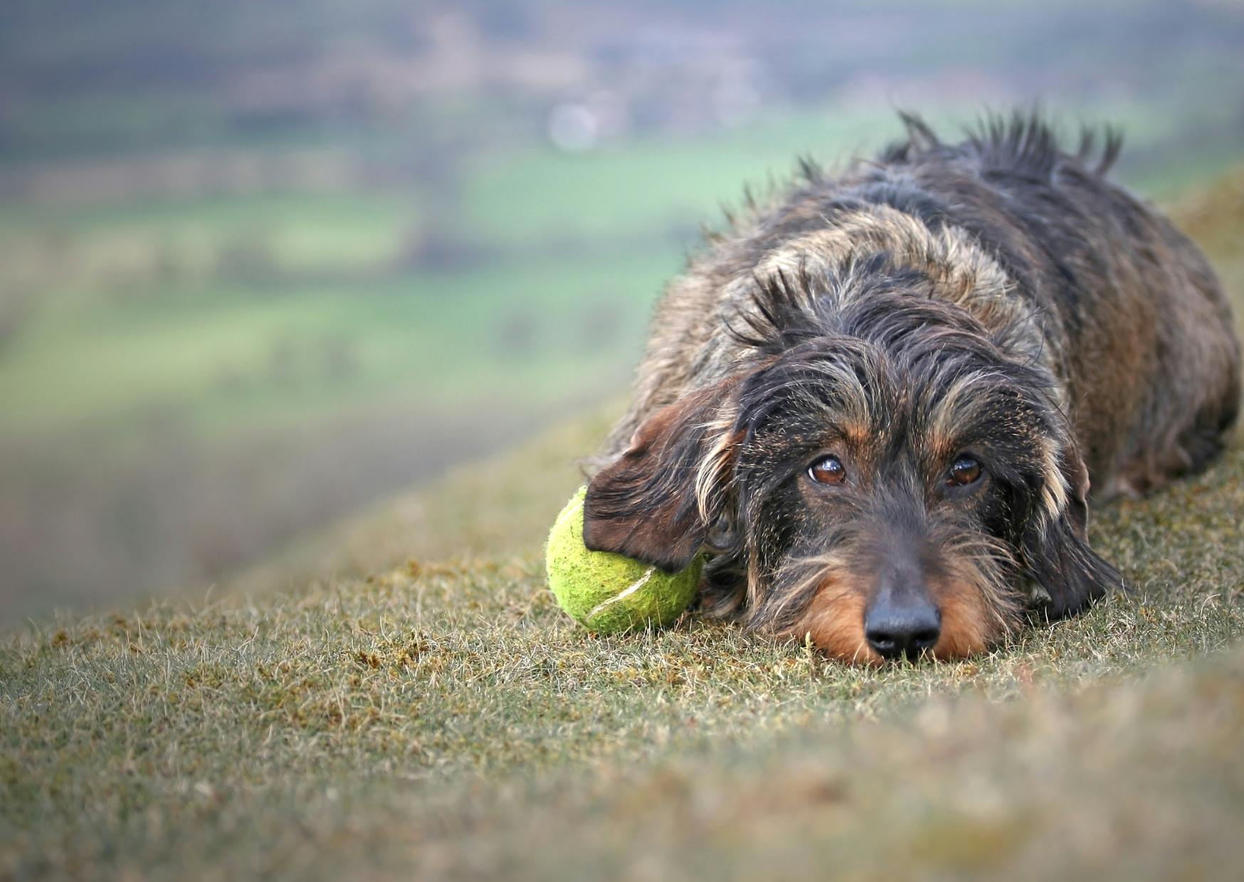 Teckel à poil dur couché, il a une balle à côté de lui et on voit un paysage de campagne derrière lui