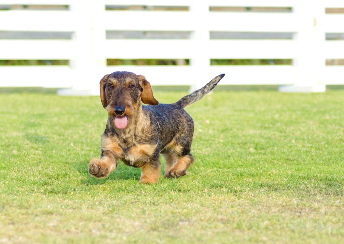 Teckel à poil dur qui trottine dans l'herbe