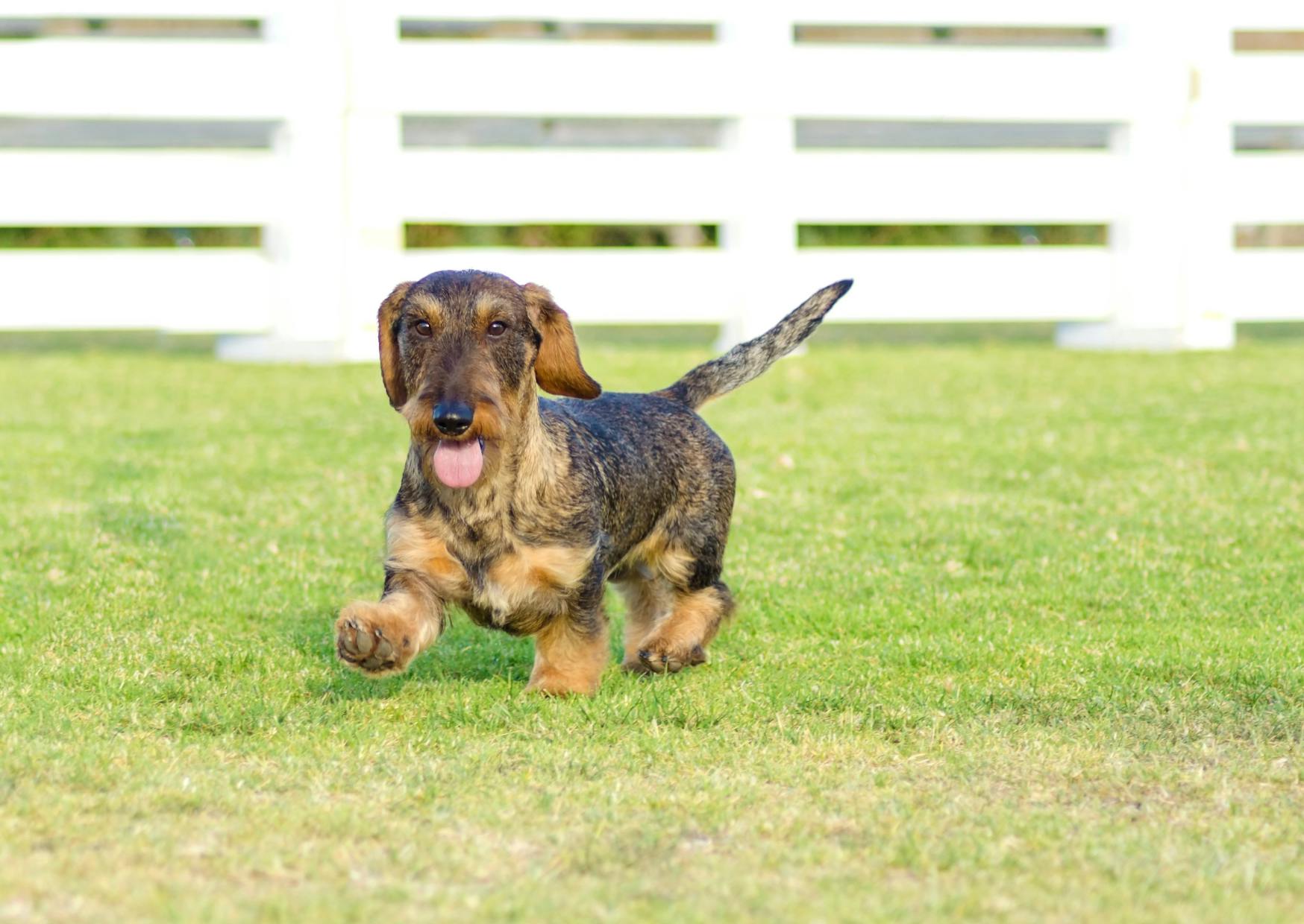 Teckel à poil dur qui trottine dans l'herbe