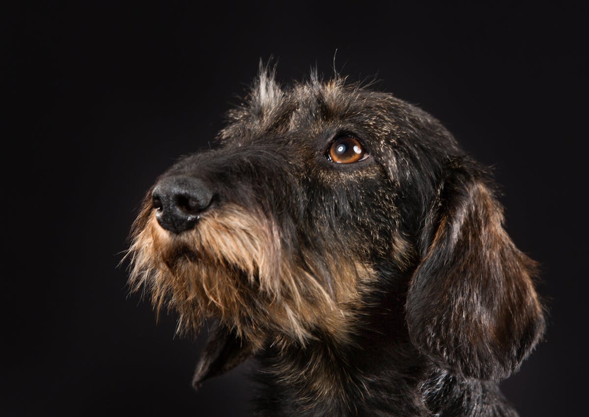 Teckel à poil dur qui regarde vers le haut