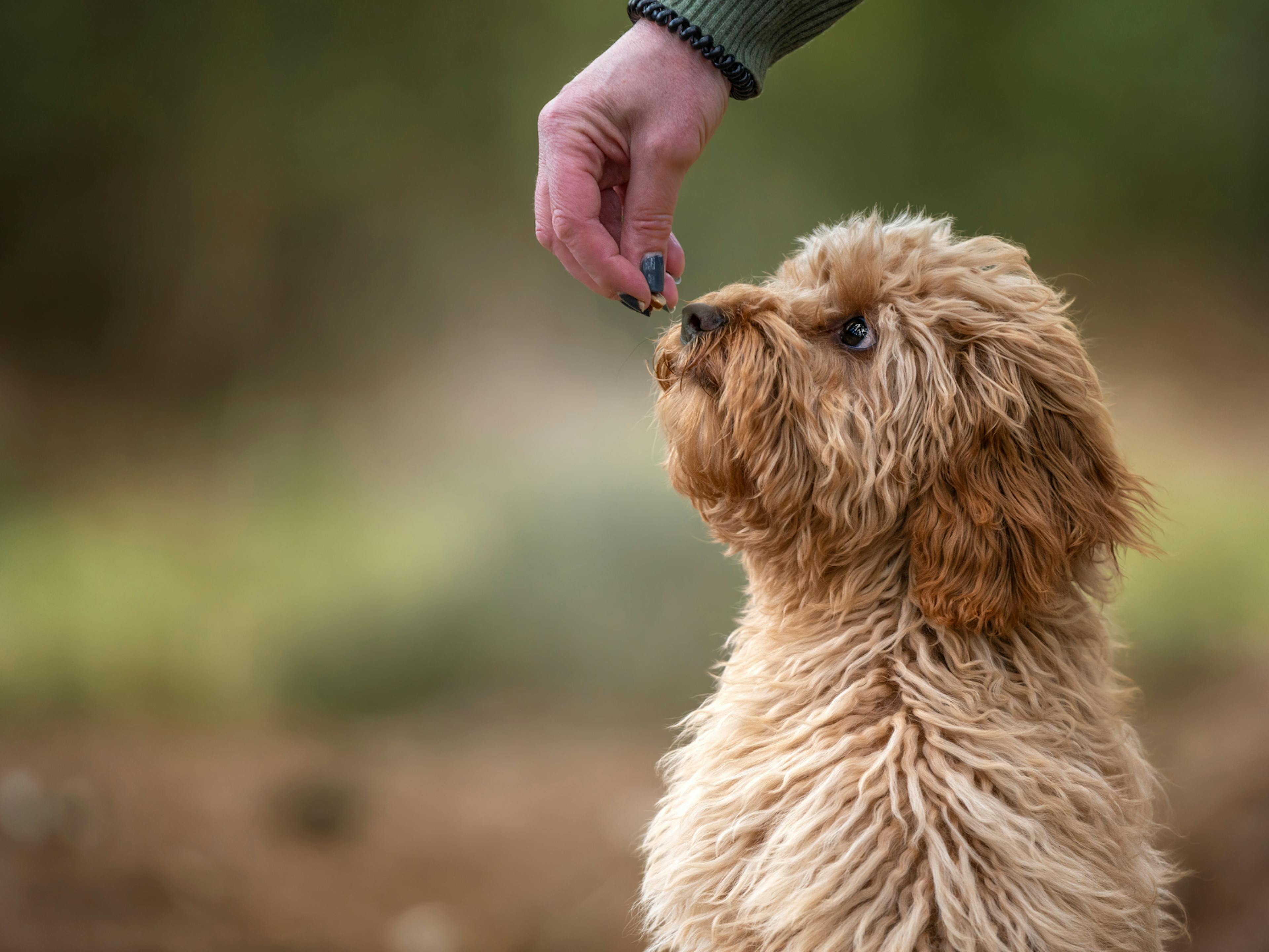 Cavapoo qui mange une friandise de la main de son maître 