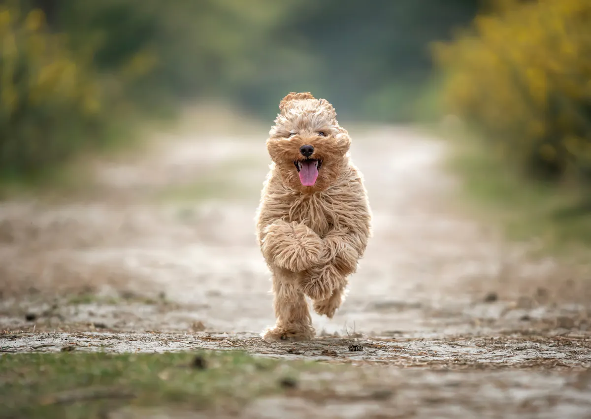 Cavapoo qui court le long d'une allée 