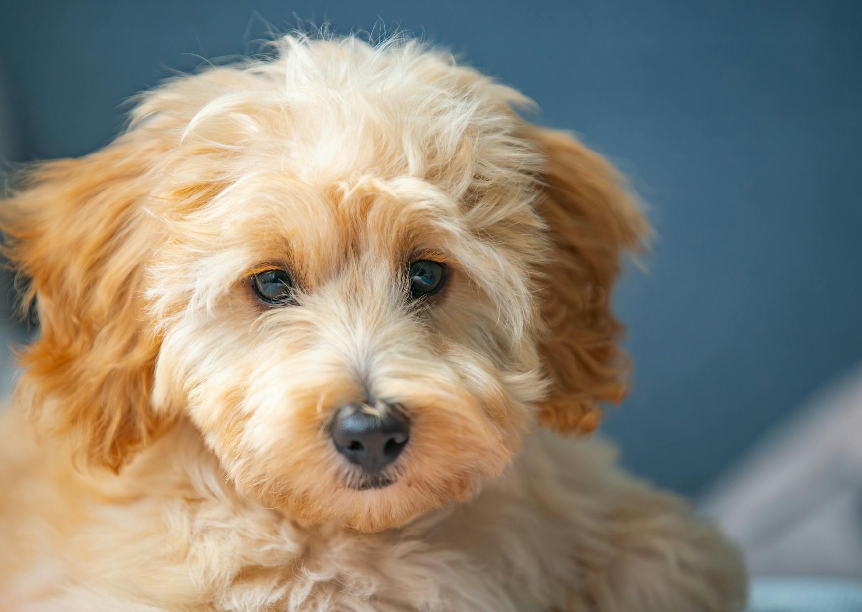 Cavapoo couché dans des draps