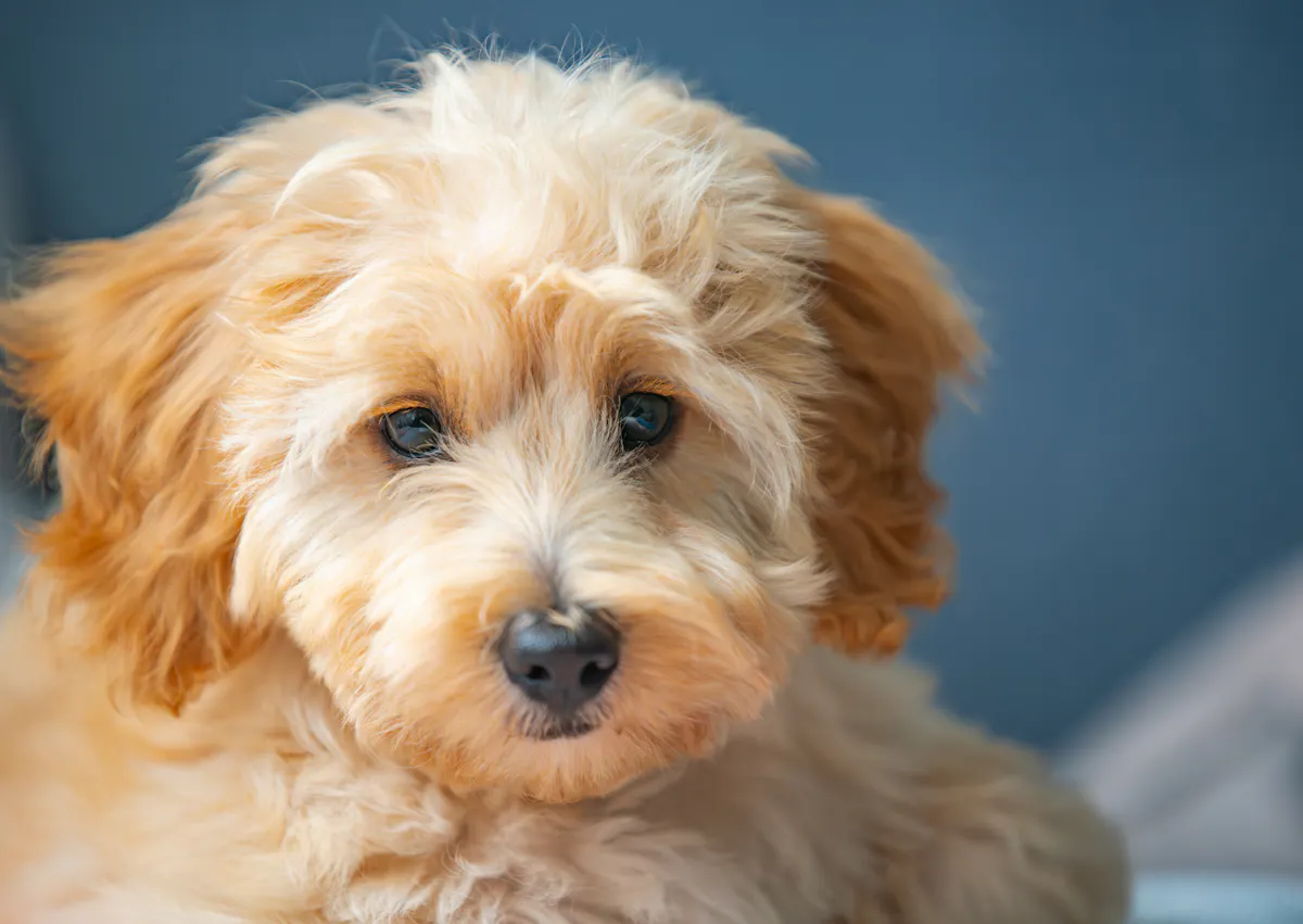 Cavapoo couché dans des draps 