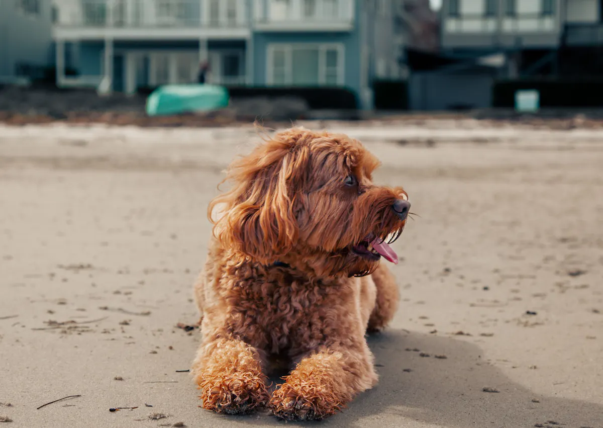 Cavapoo couché sur la plage, il tire la langue