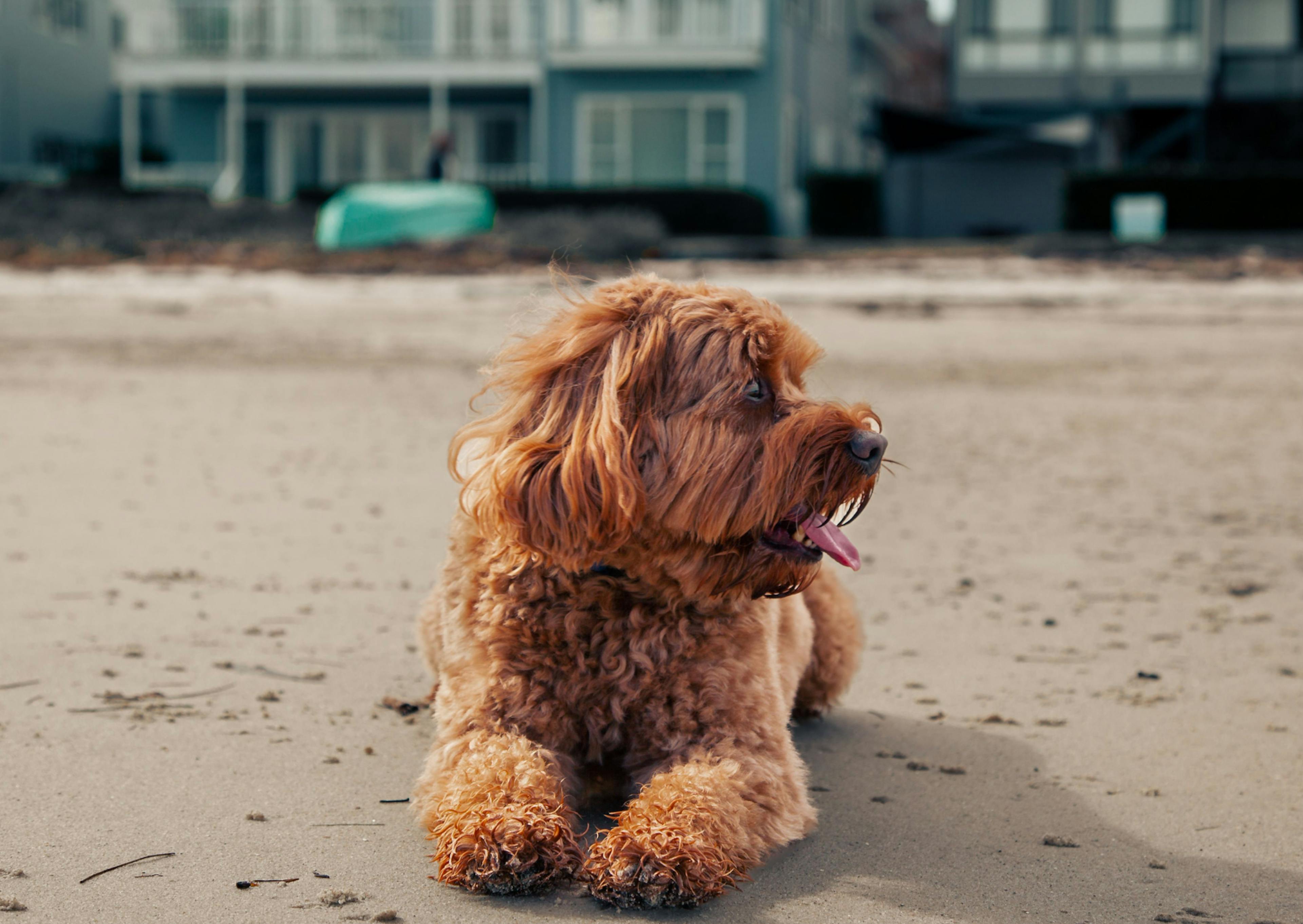 Cavapoo couché sur la plage, il tire la langue 