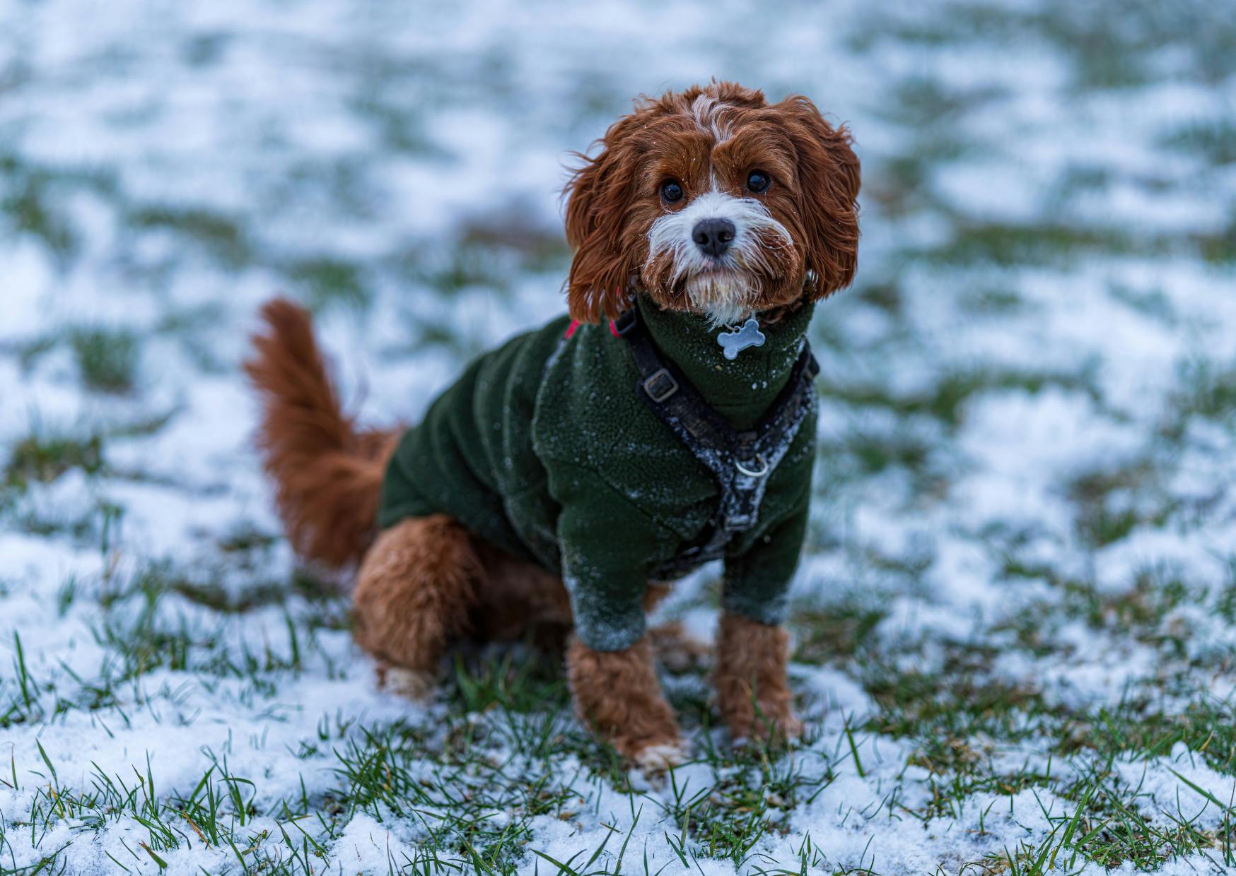 Cavapoo assis dans la neige avec une manteau vert