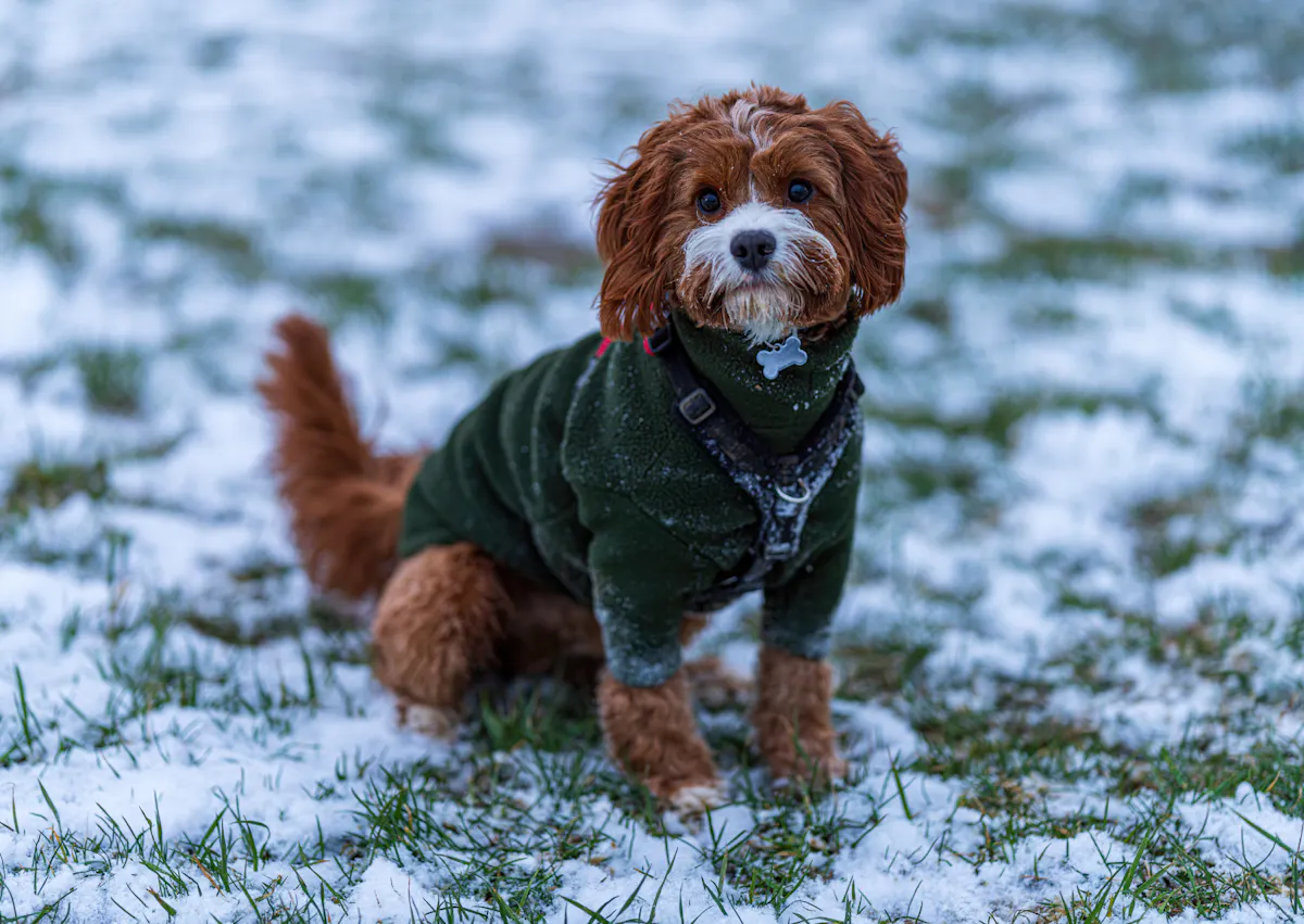 Cavapoo assis dans la neige avec une manteau vert 