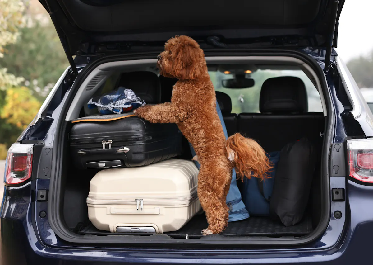 Cavapoo dans la coffre d'une voiture