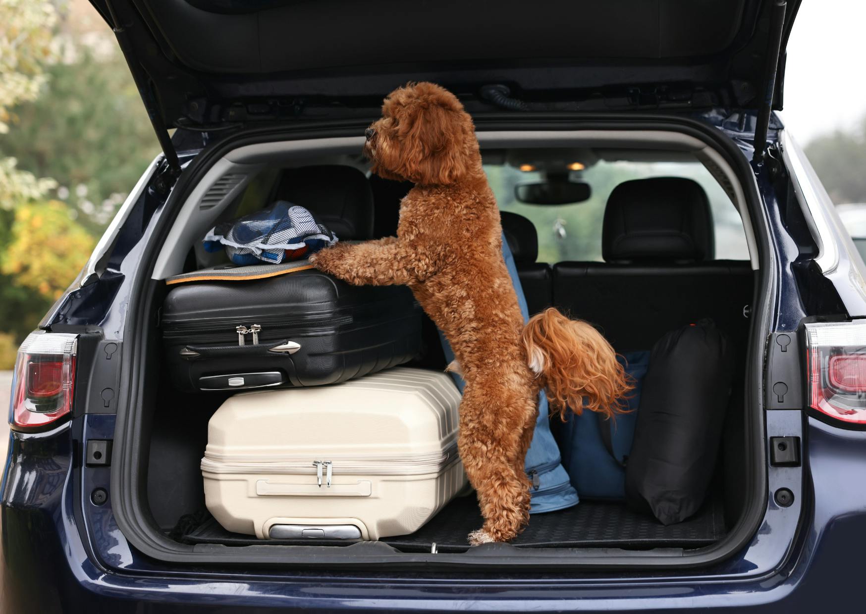 Cavapoo dans la coffre d'une voiture