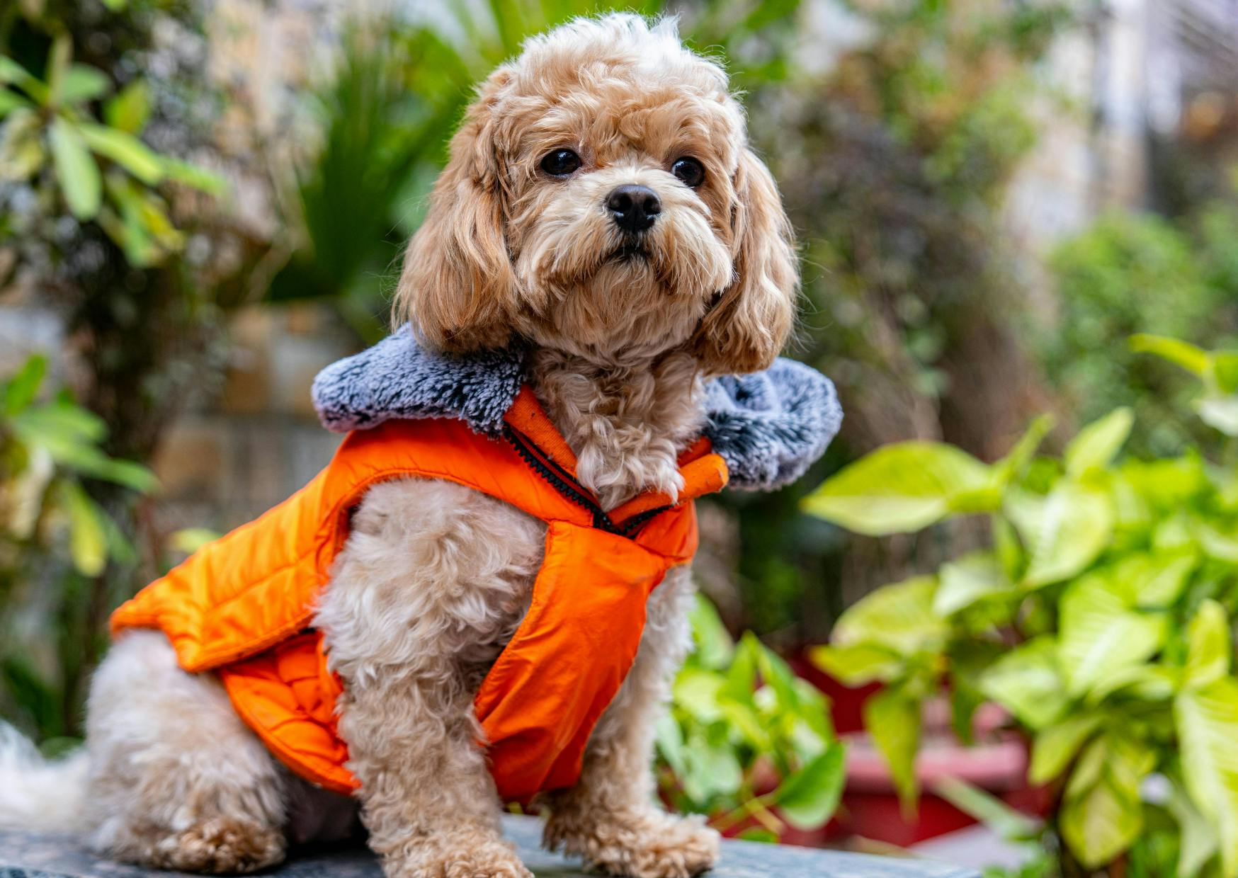 Cavapoo assis dehors, il porte un gilet orange
