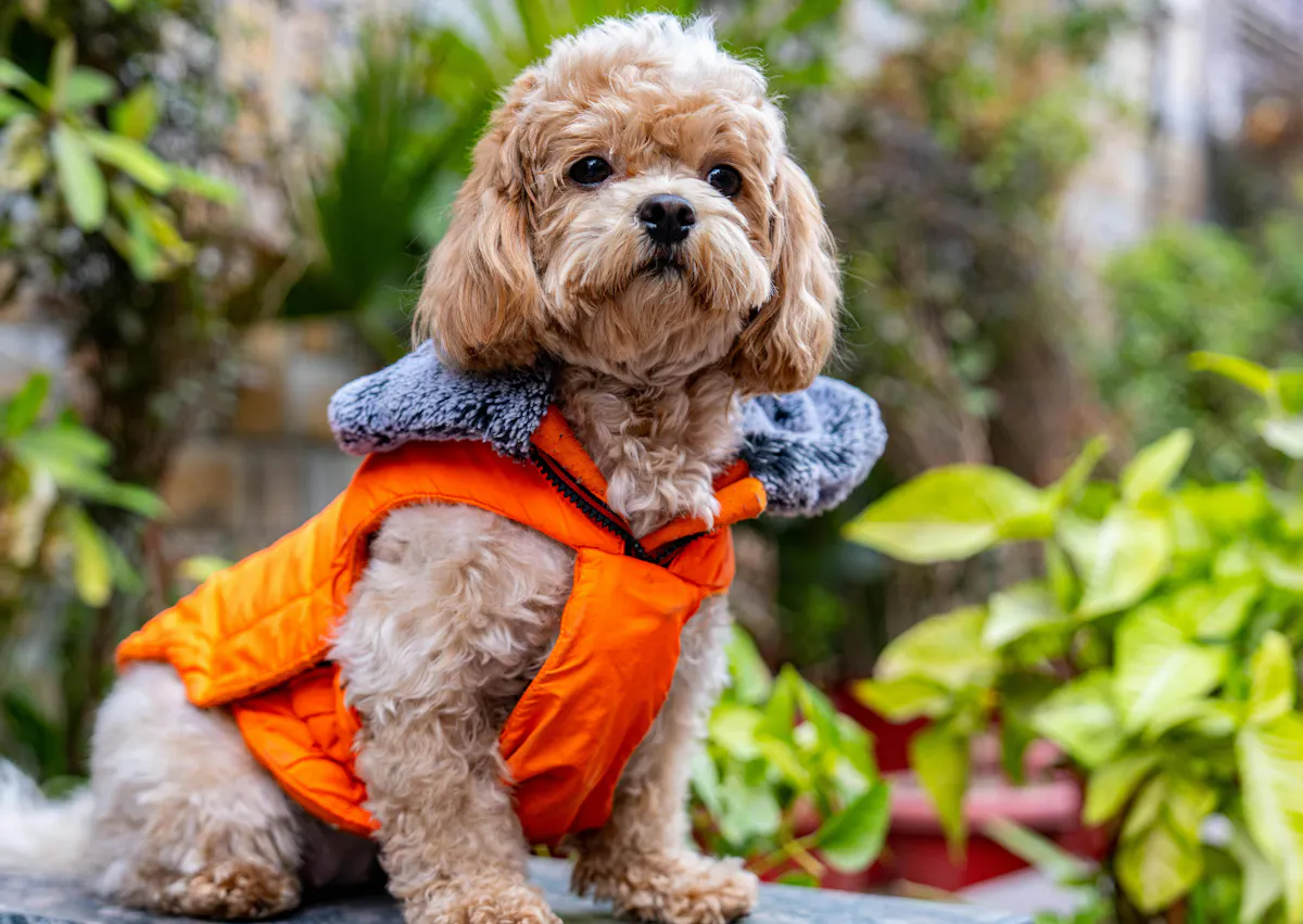 Cavapoo assis dehors, il porte un gilet orange 