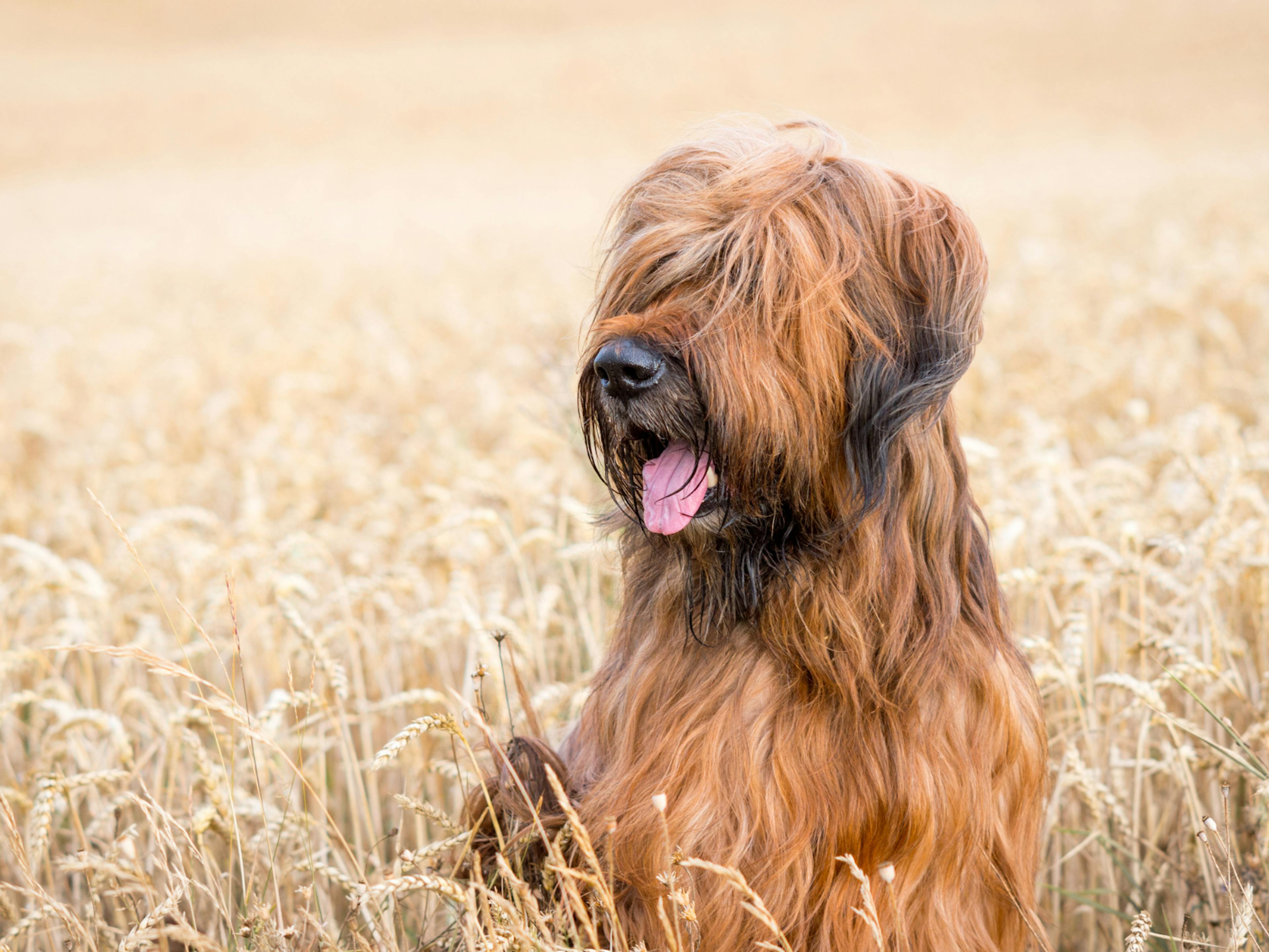 briard dans un champs de blé, il est de couleur caramel