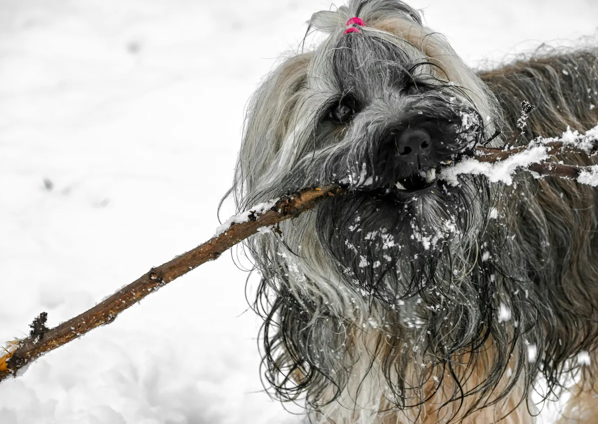 briard qui joue avec une branche d'arbre dans la neige, il a un petit noeud rose dans les poils