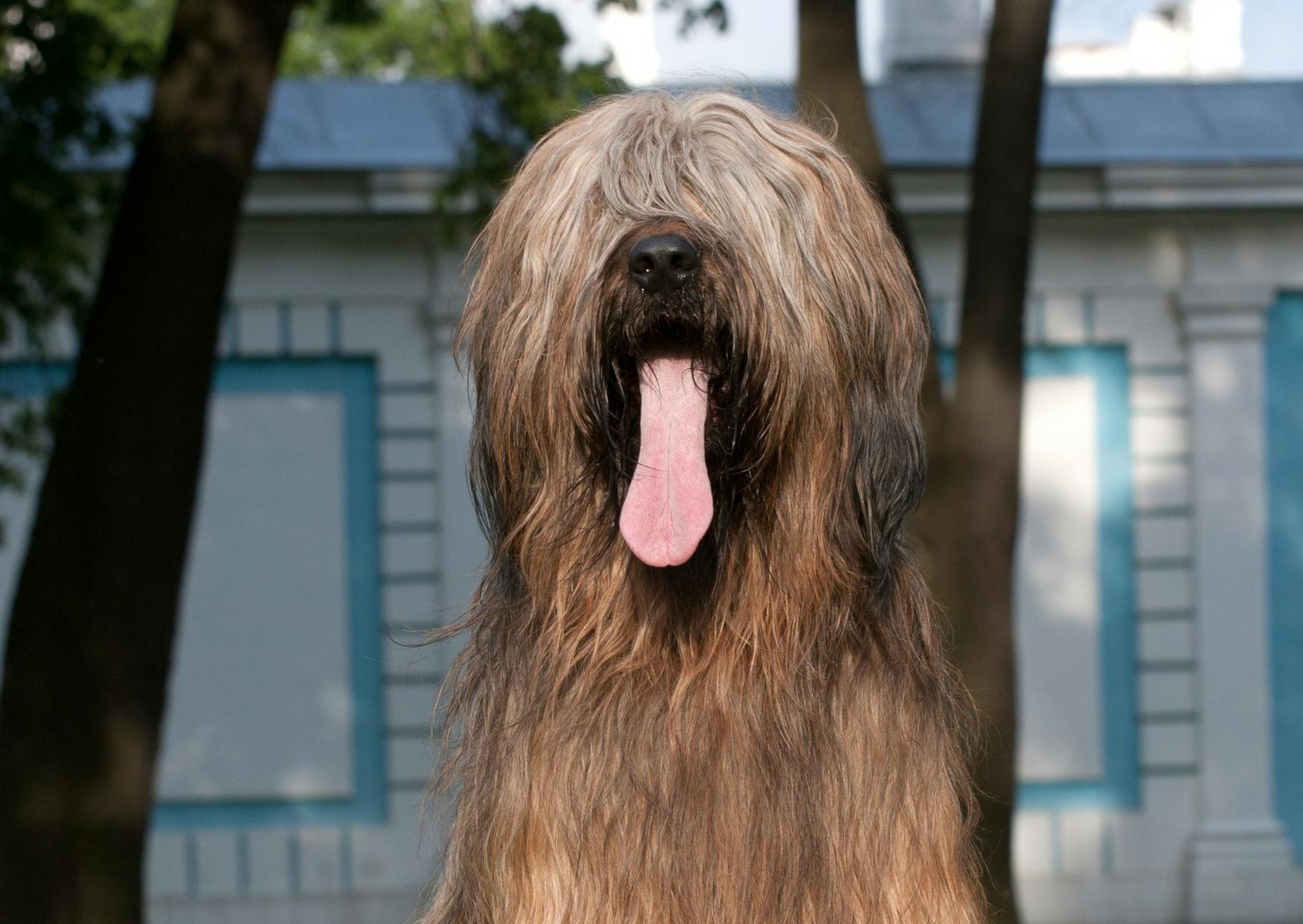 briard qui tire la langue dehors