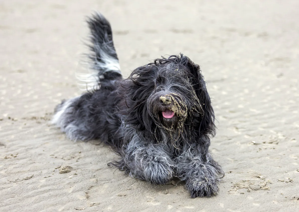briard couché sur la plage, il est de couleur noir et blanc