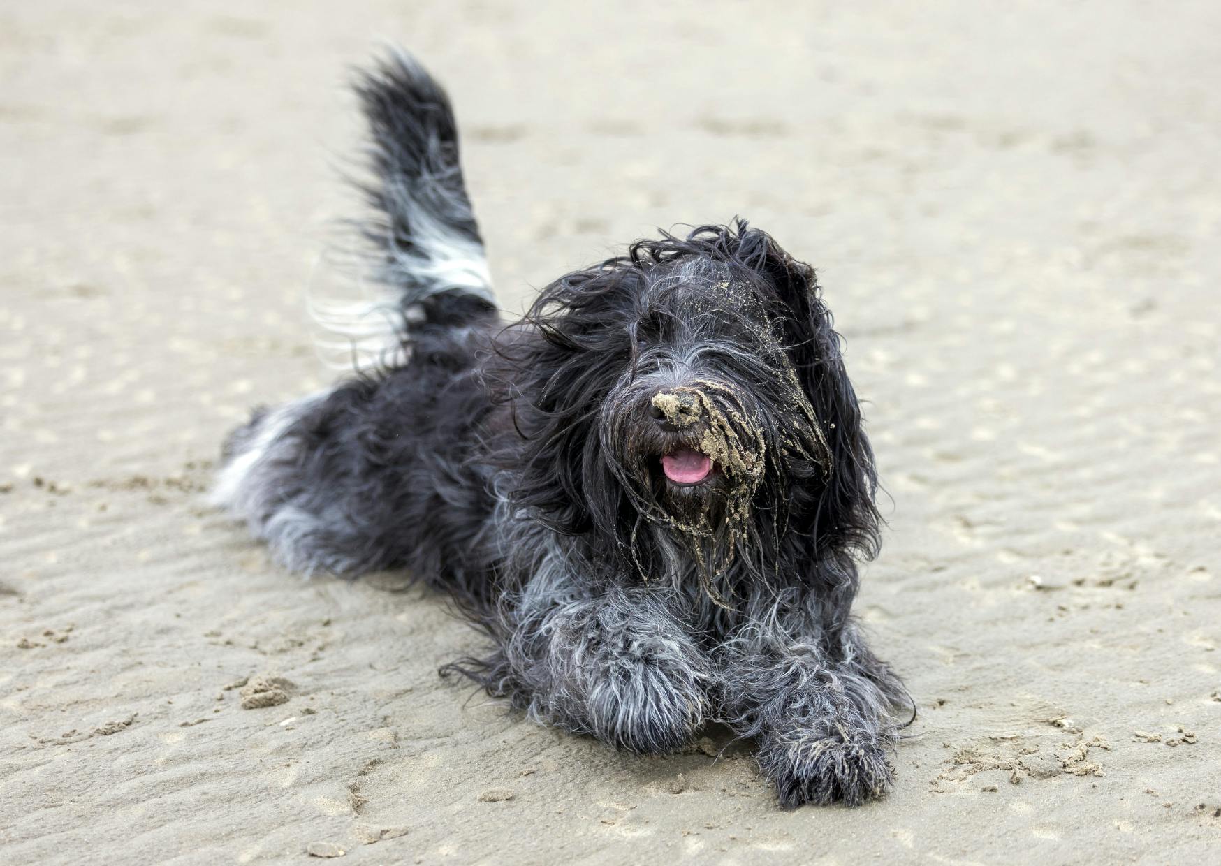 briard couché sur la plage, il est de couleur noir et blanc