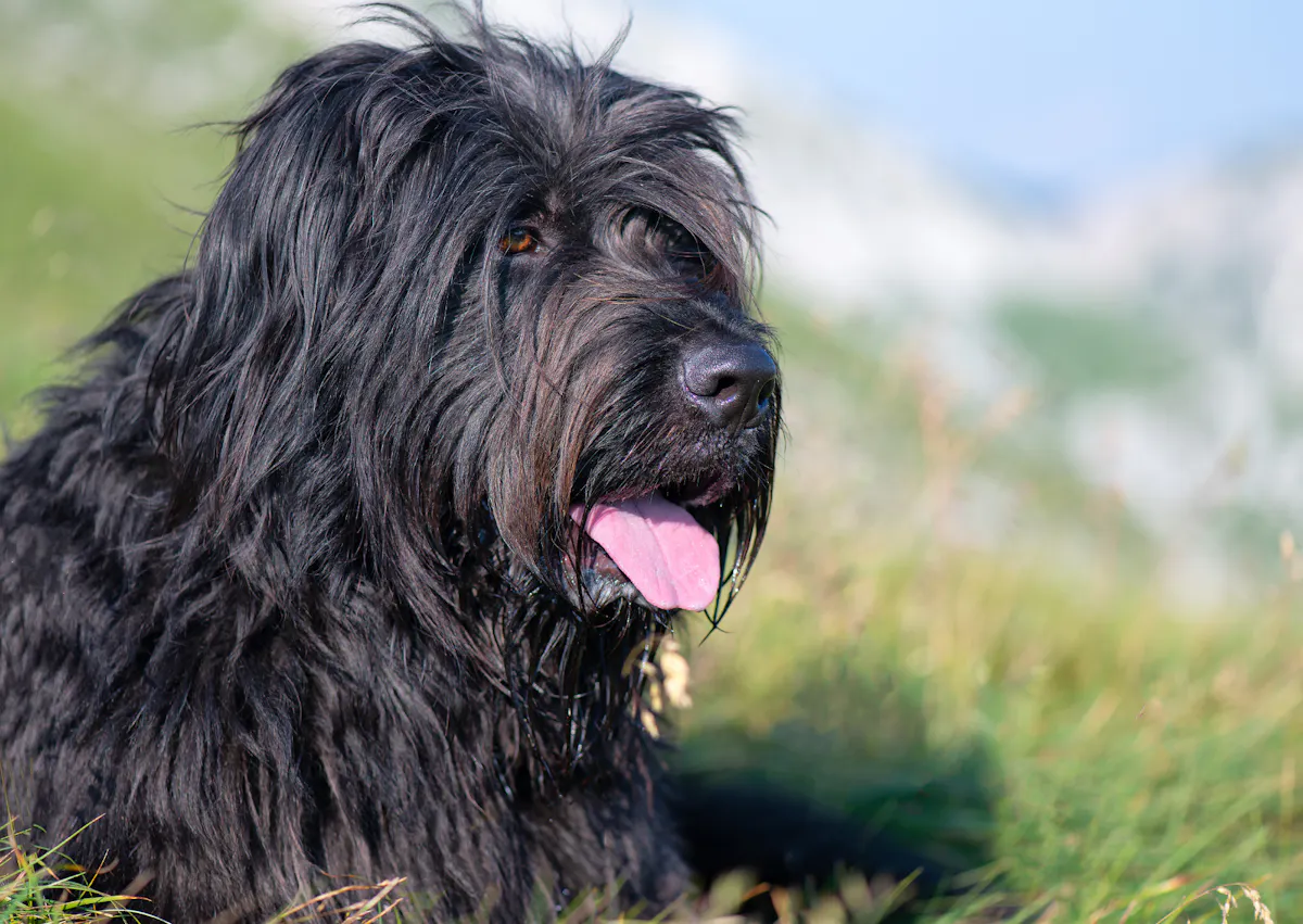 briard qui tire la langue dehors