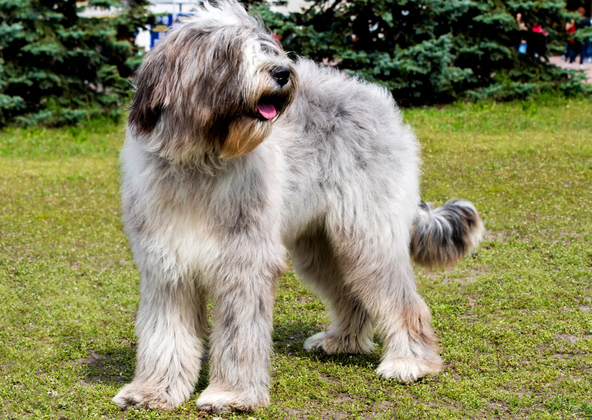 briard blanc et beige, il regarde au loin sur le côté
