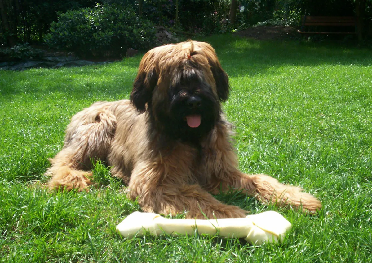 briard couché dans la pelouse, il a un os devant lui