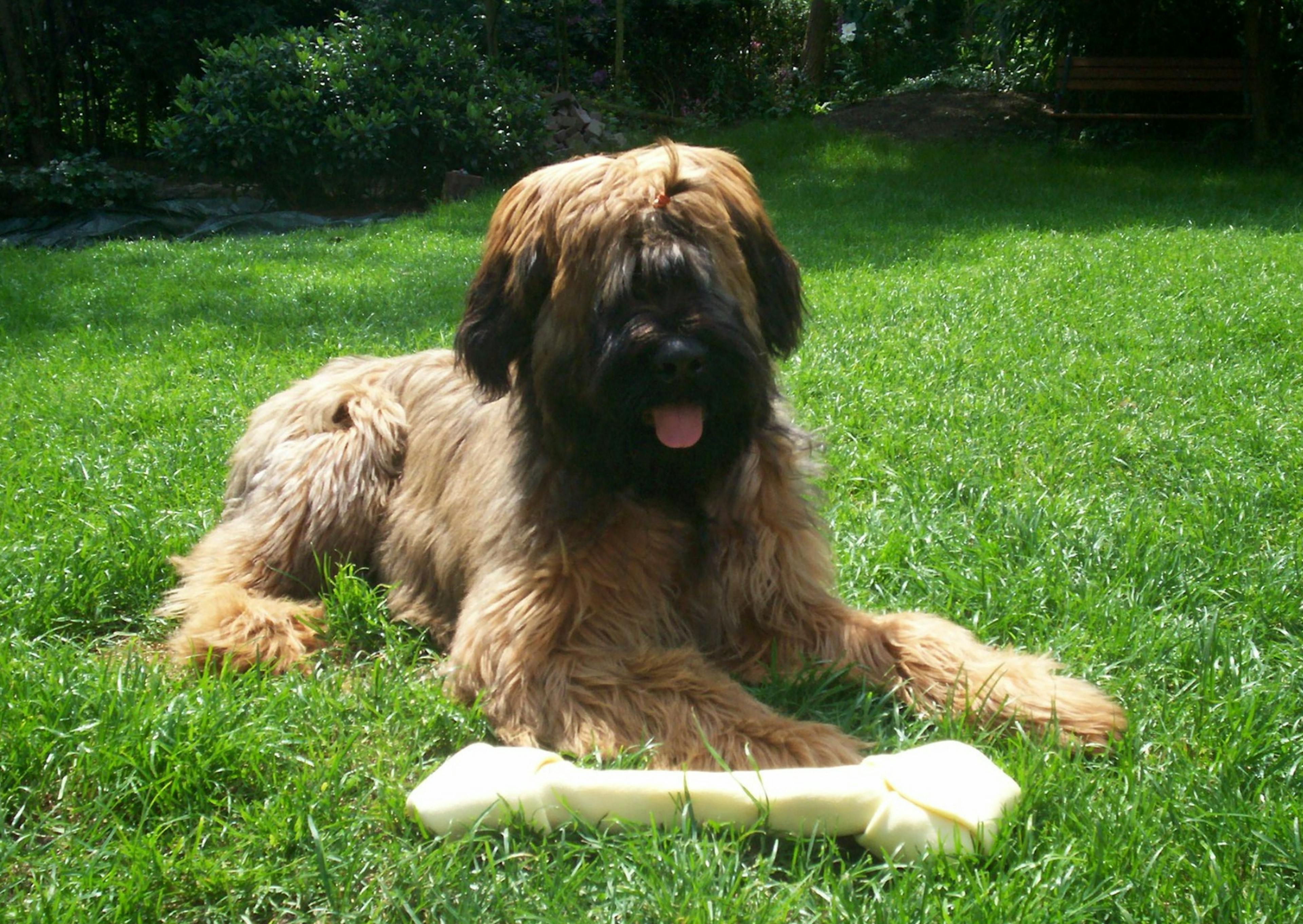 briard couché dans la pelouse, il a un os devant lui 
