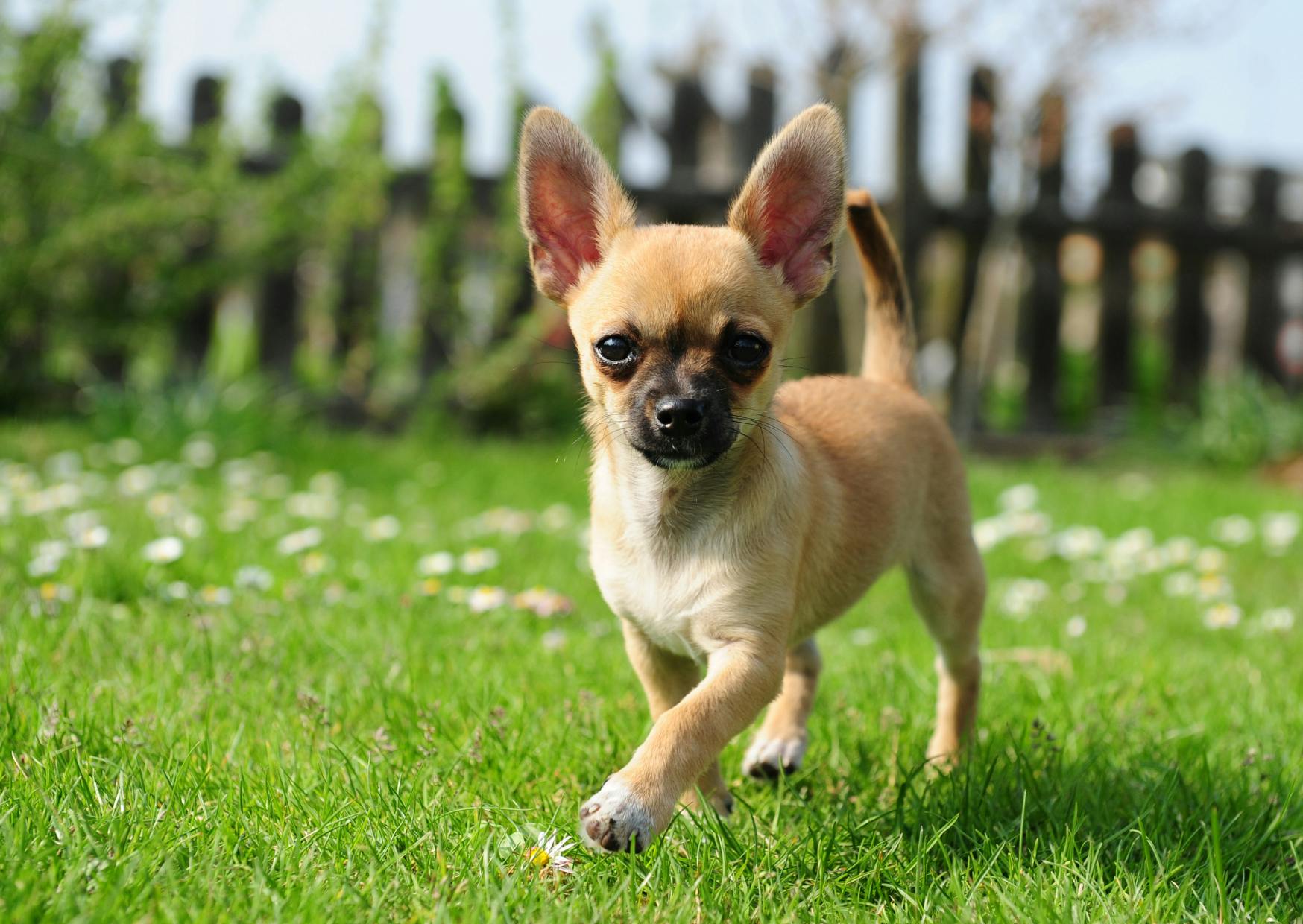 Chihuahua qui court dans l'herbe