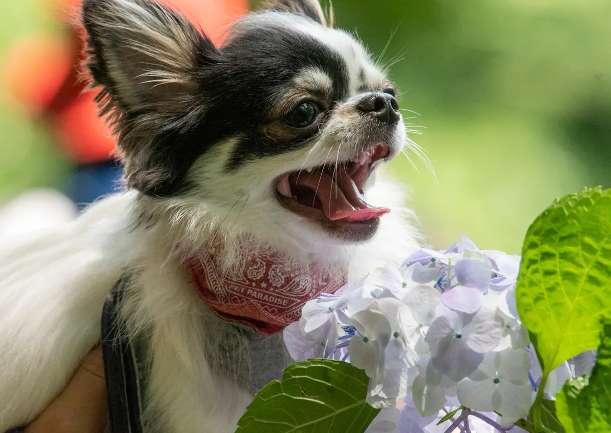 Chihuahua qui baille à côté d'une fleur
