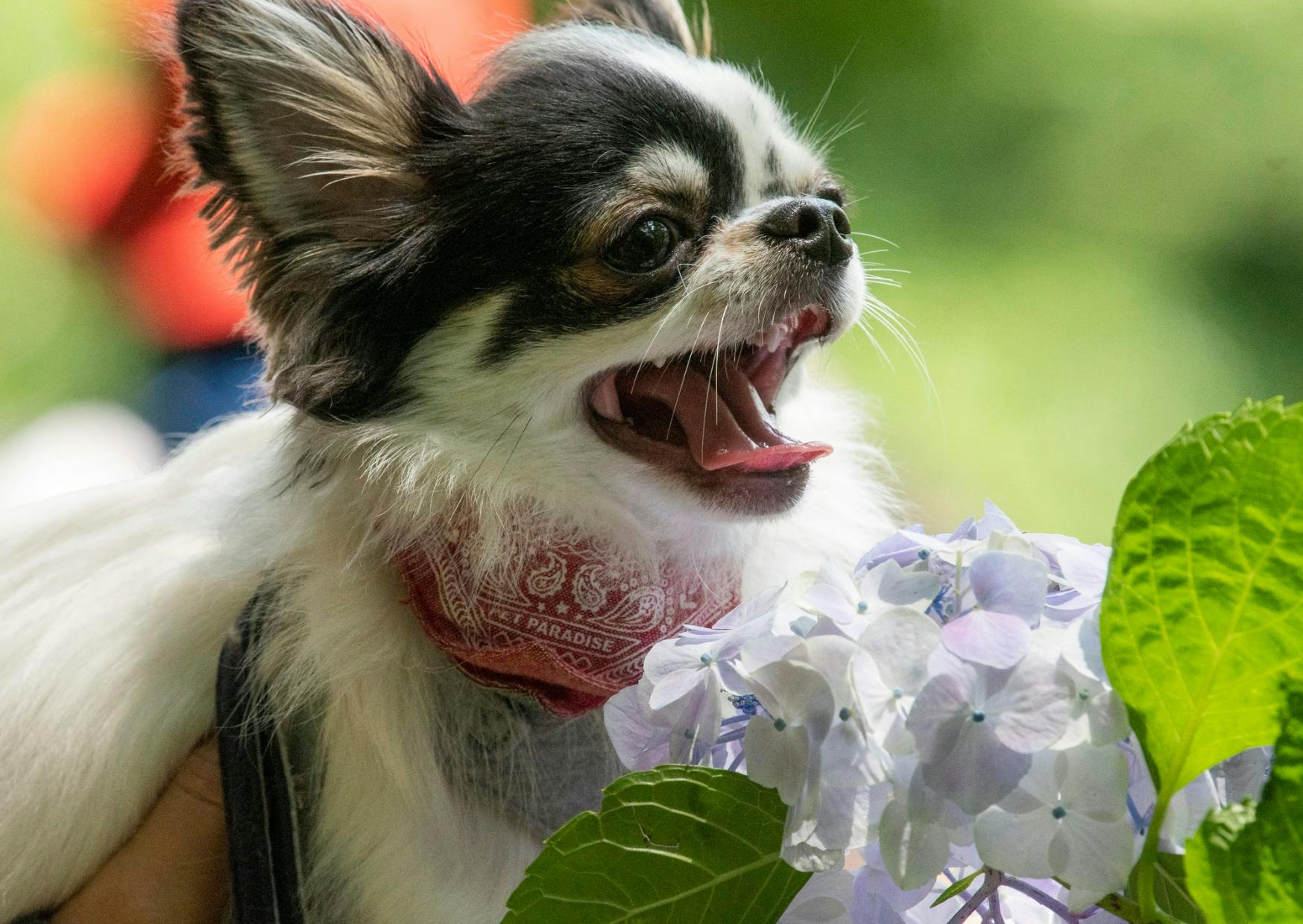 Chihuahua qui baille à côté d'une fleur