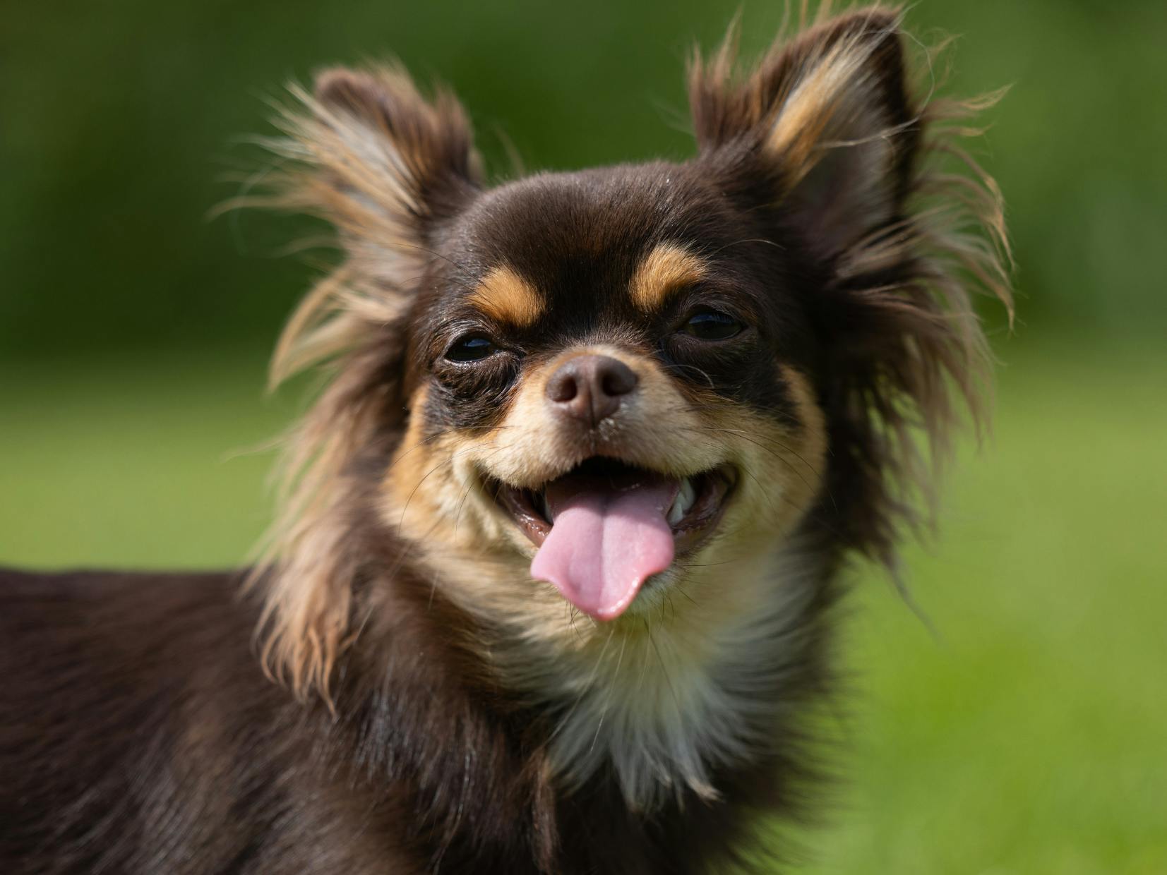Chihuahua qui tire la langue et regarde devant lui