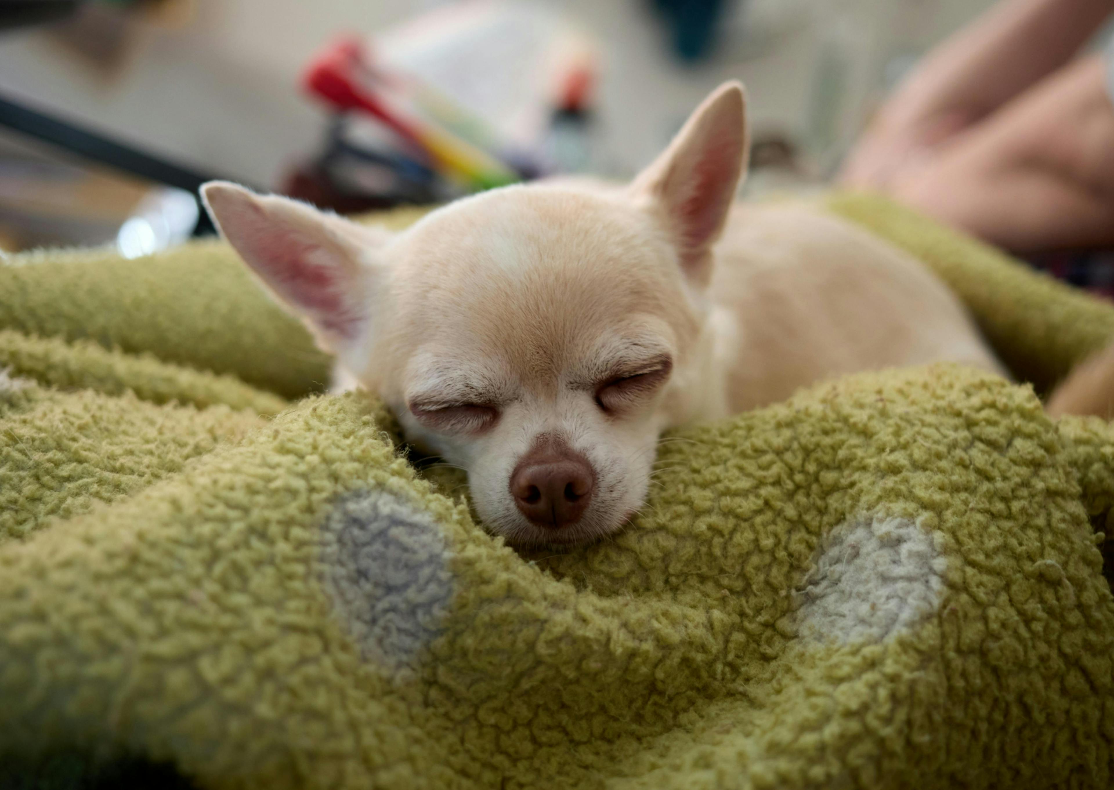 Chihuahua qui dort sur une couverture