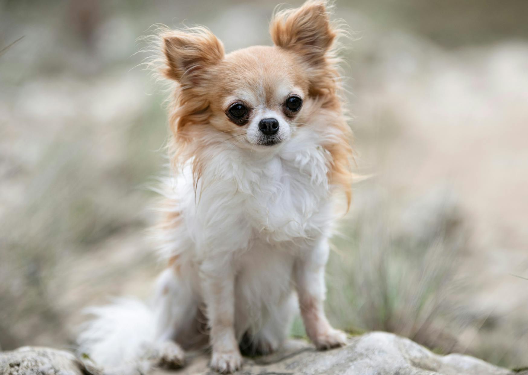 Chihuahua assis par terre