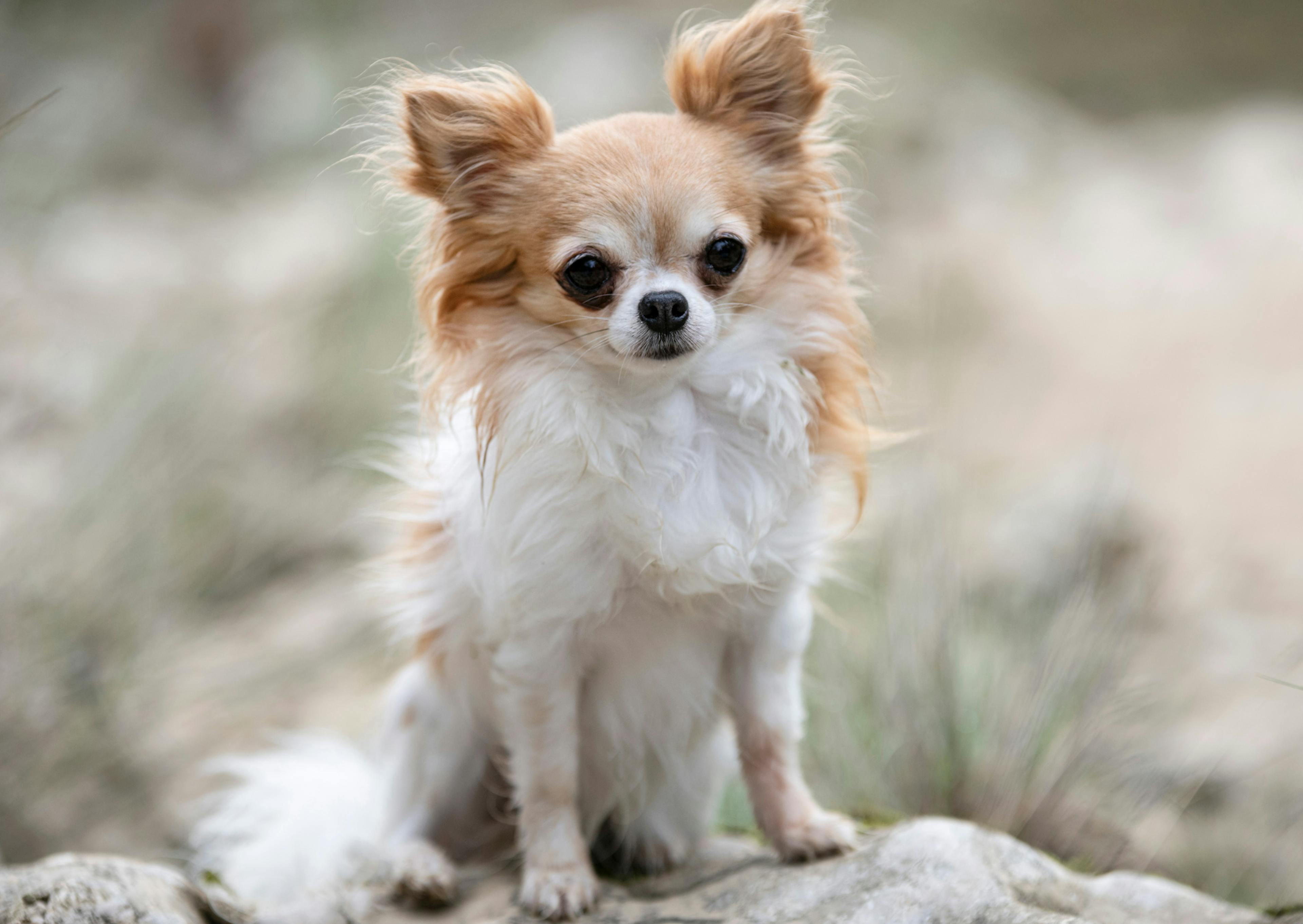 Chihuahua assis par terre 