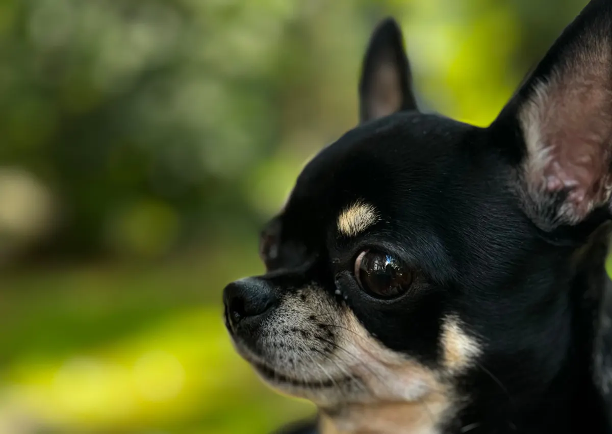 Chihuahua noir qui regarde sur le côté
