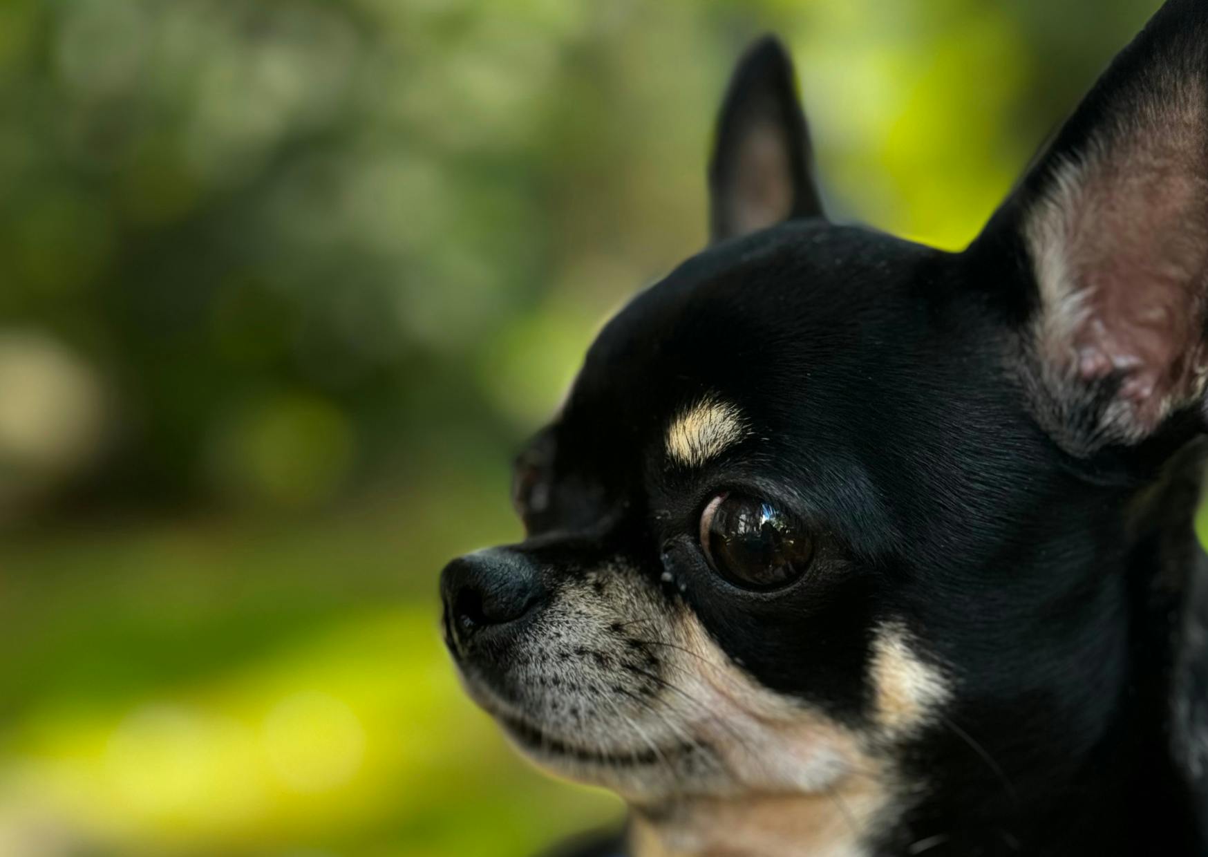 Chihuahua noir qui regarde sur le côté