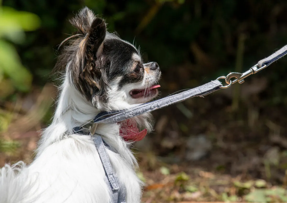 Chihuahua tenu en laisse, il tire la langue et est assis