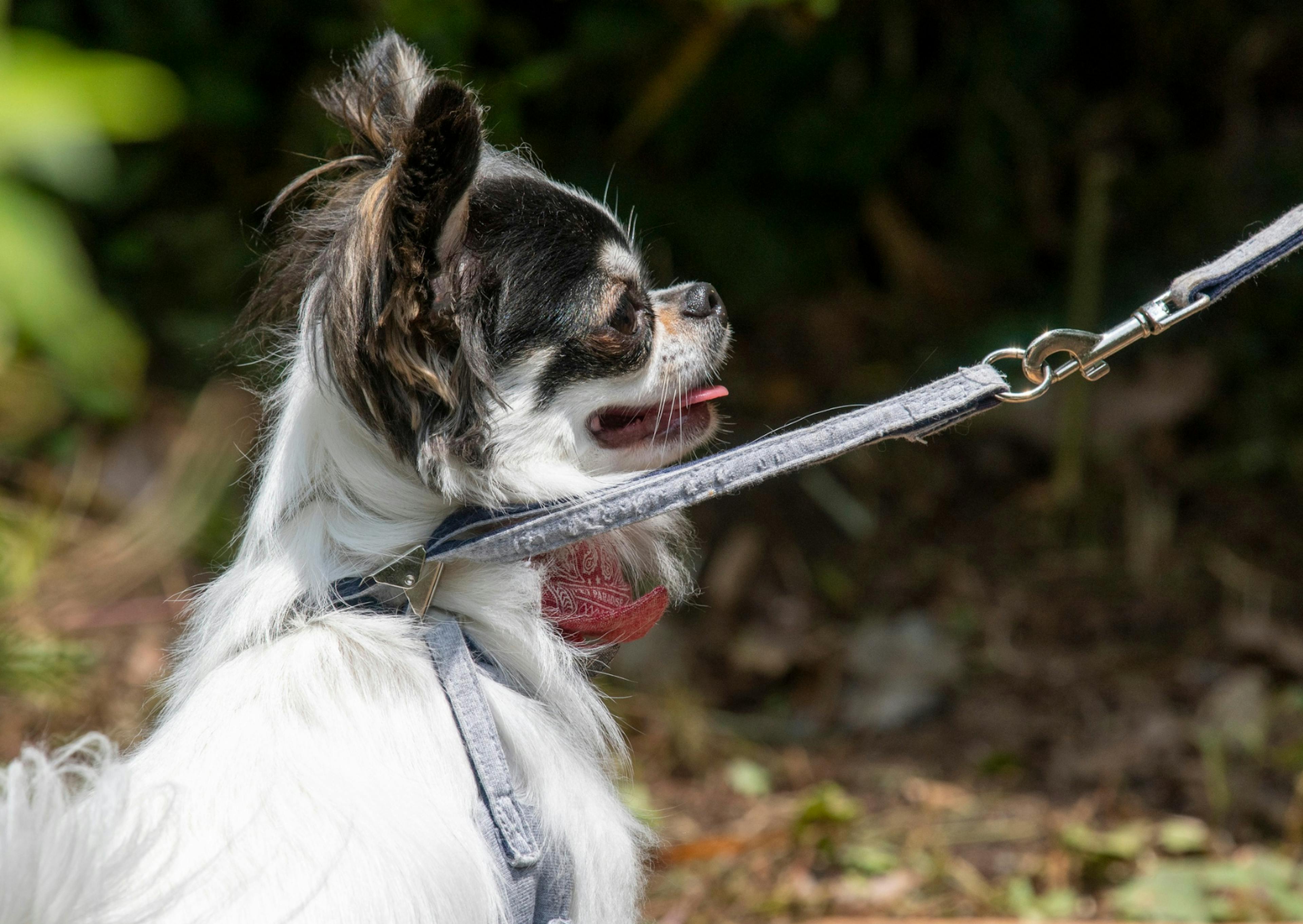 Chihuahua tenu en laisse, il tire la langue et est assis