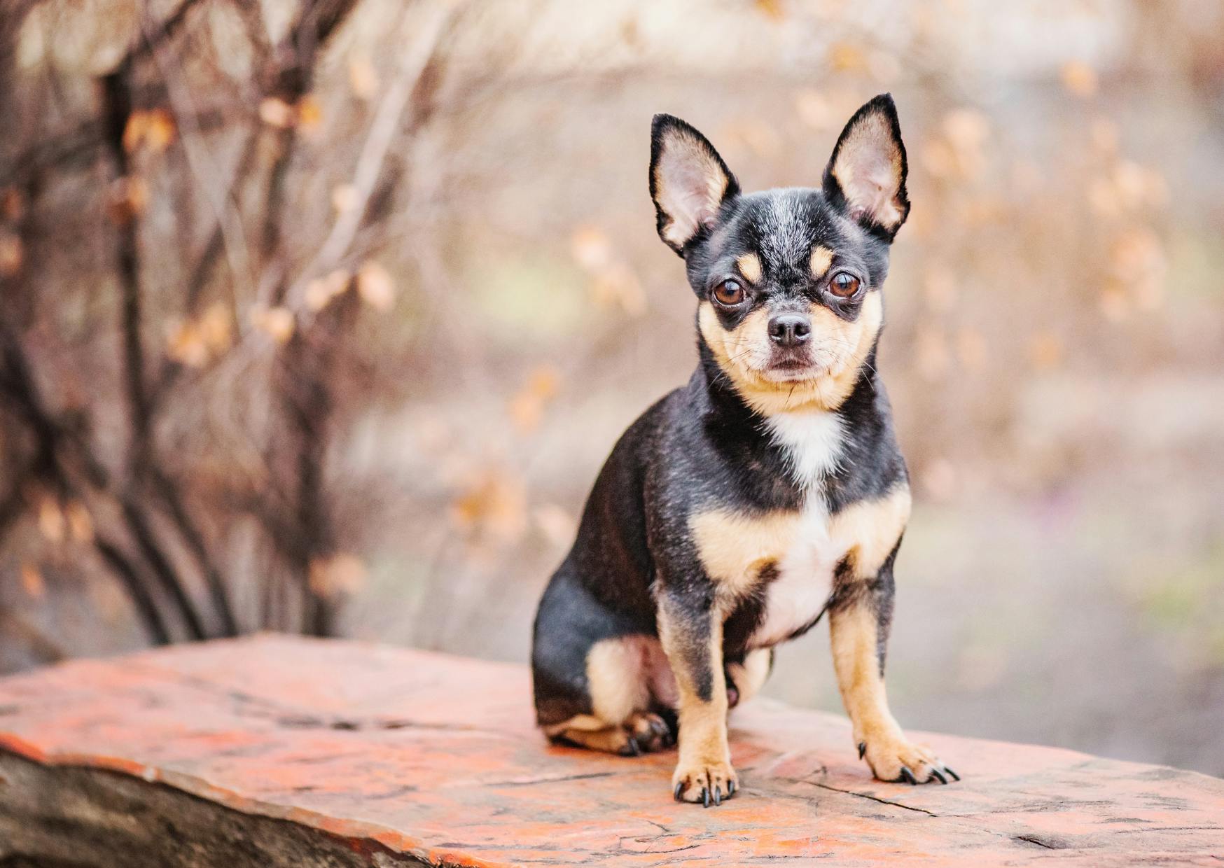 Chihuahua assis sur un muret